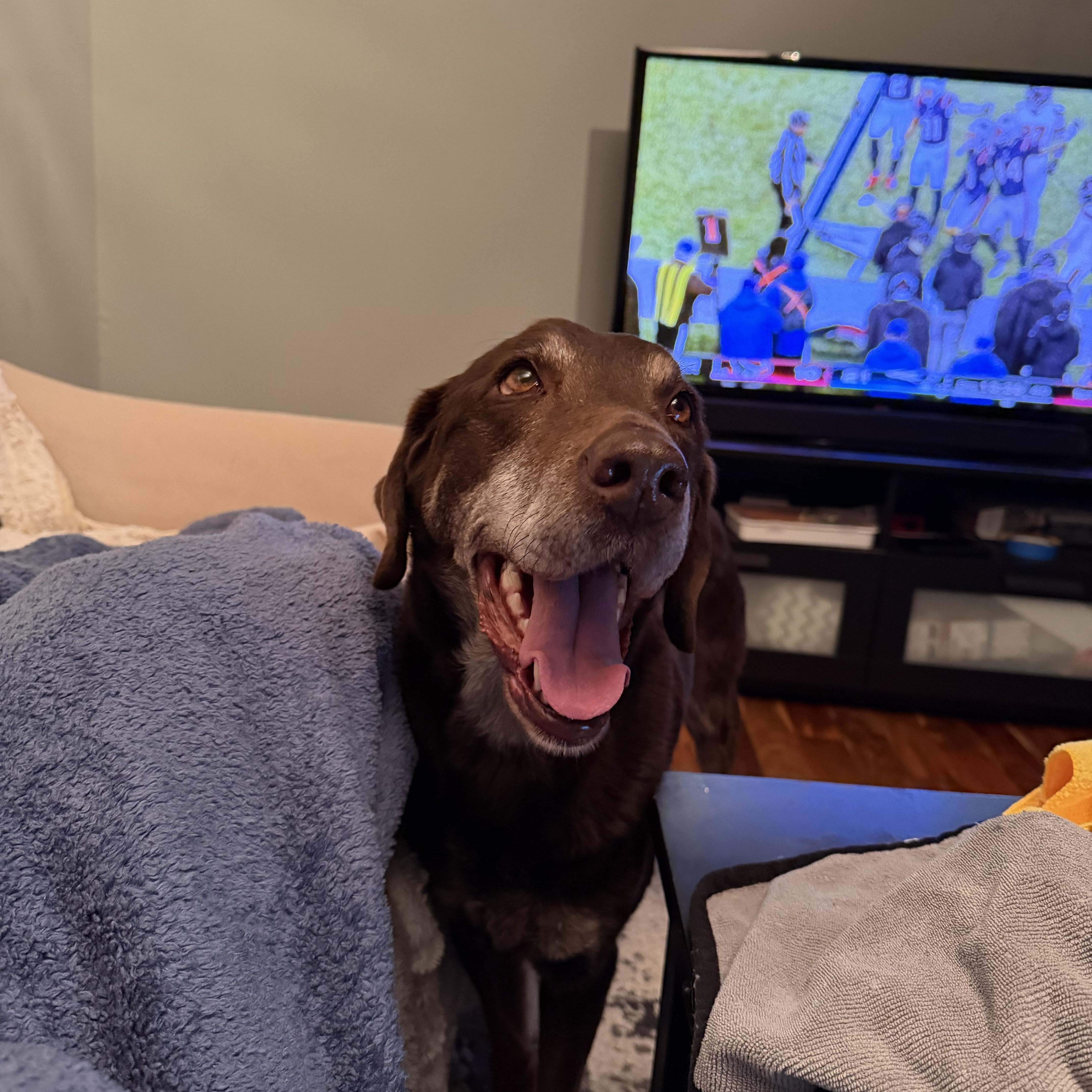 Enlarge Savvy, a Adoptable Labrador Retriever in Indianapolis, IN image 1/5