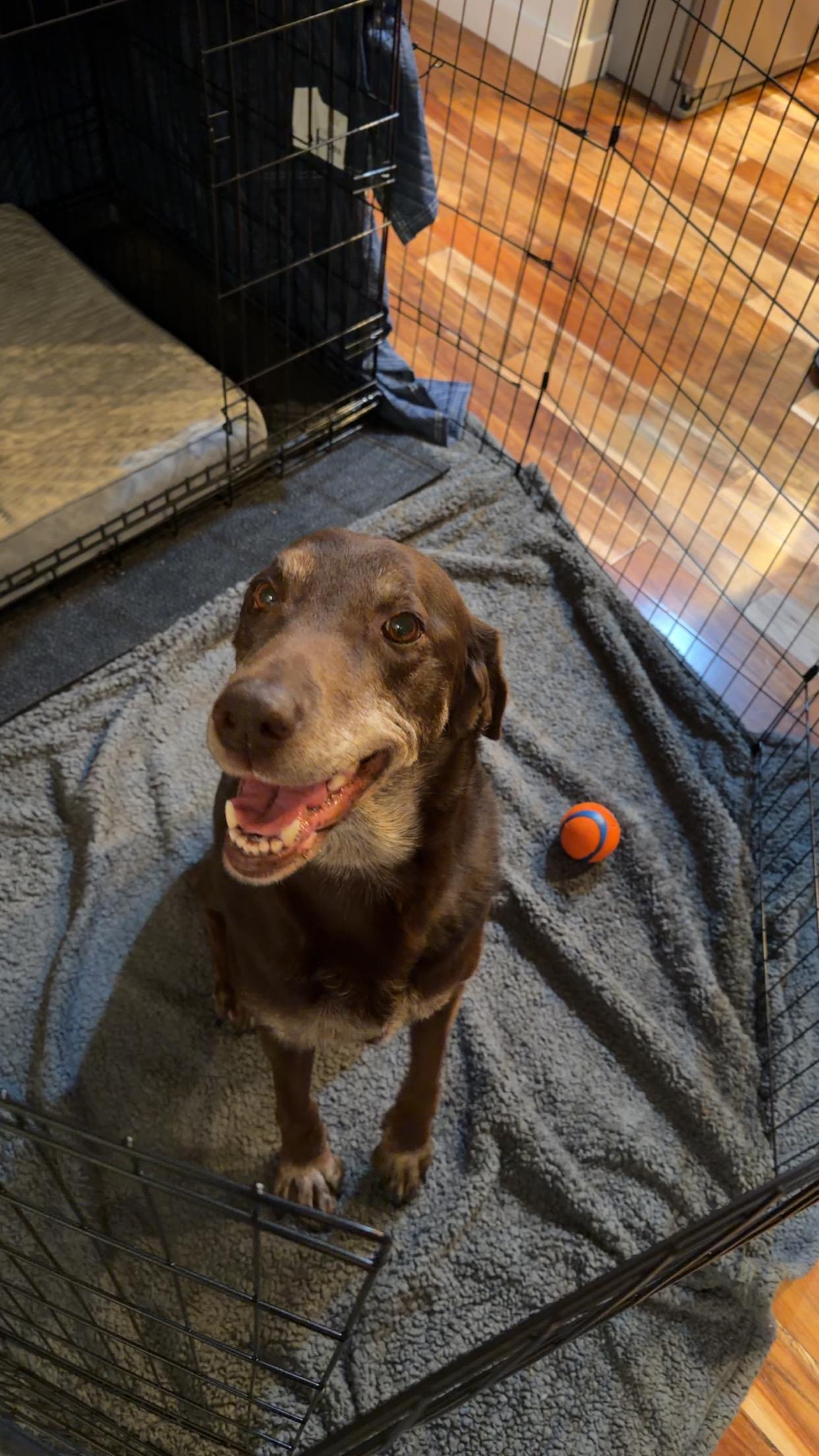 Enlarge Savvy, a Adoptable Labrador Retriever in Indianapolis, IN image 2/5