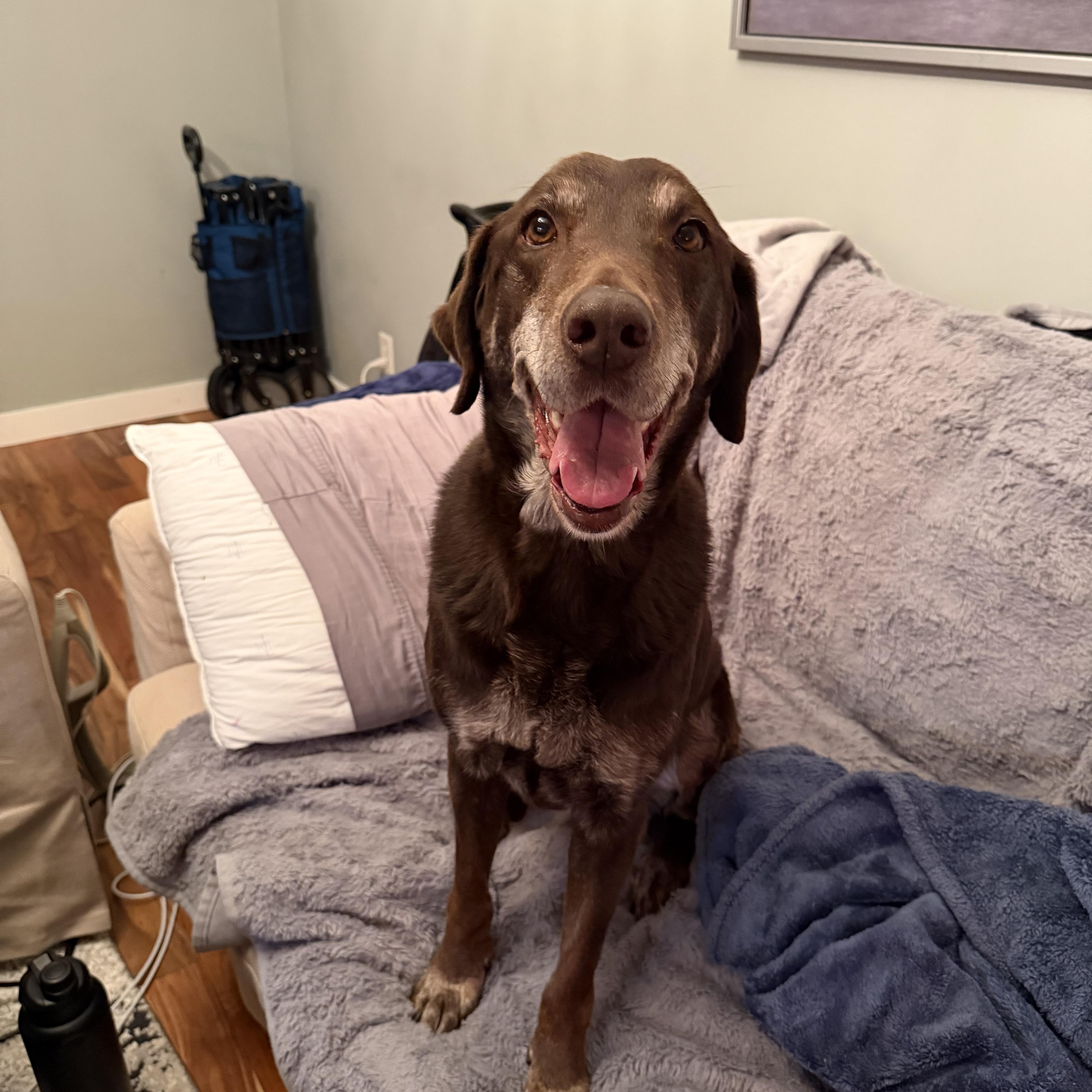 Enlarge Savvy, a Adoptable Labrador Retriever in Indianapolis, IN image 5/5