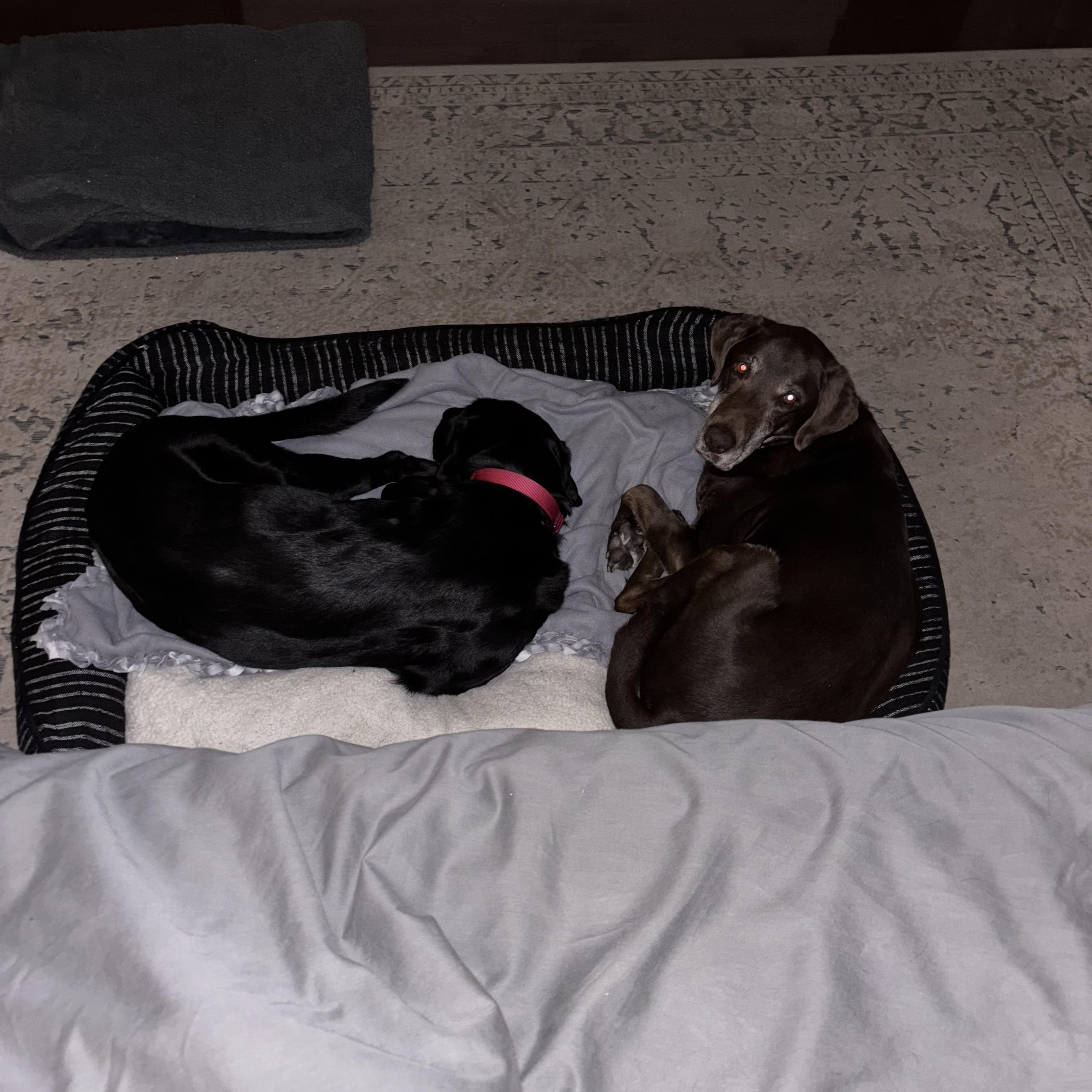 Enlarge Savvy, a Adoptable Labrador Retriever in Indianapolis, IN image 3/5