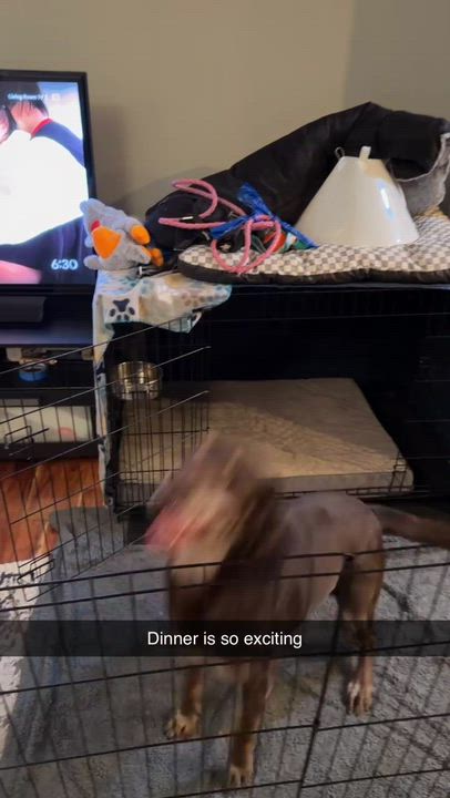 Enlarge Savvy, a Adoptable Labrador Retriever in Indianapolis, IN video 4/5