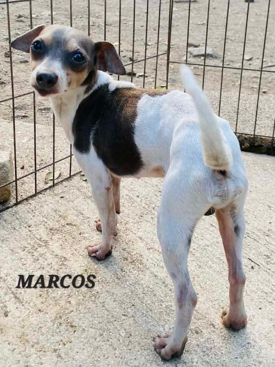 Marcos, a ADOPTABLE Chihuahua in Milford, NH image 2/5