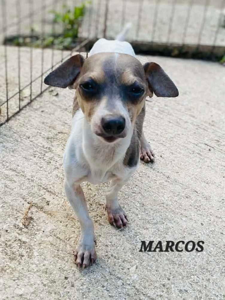 Marcos, ADOPTABLE, Adult Male Chihuahua.