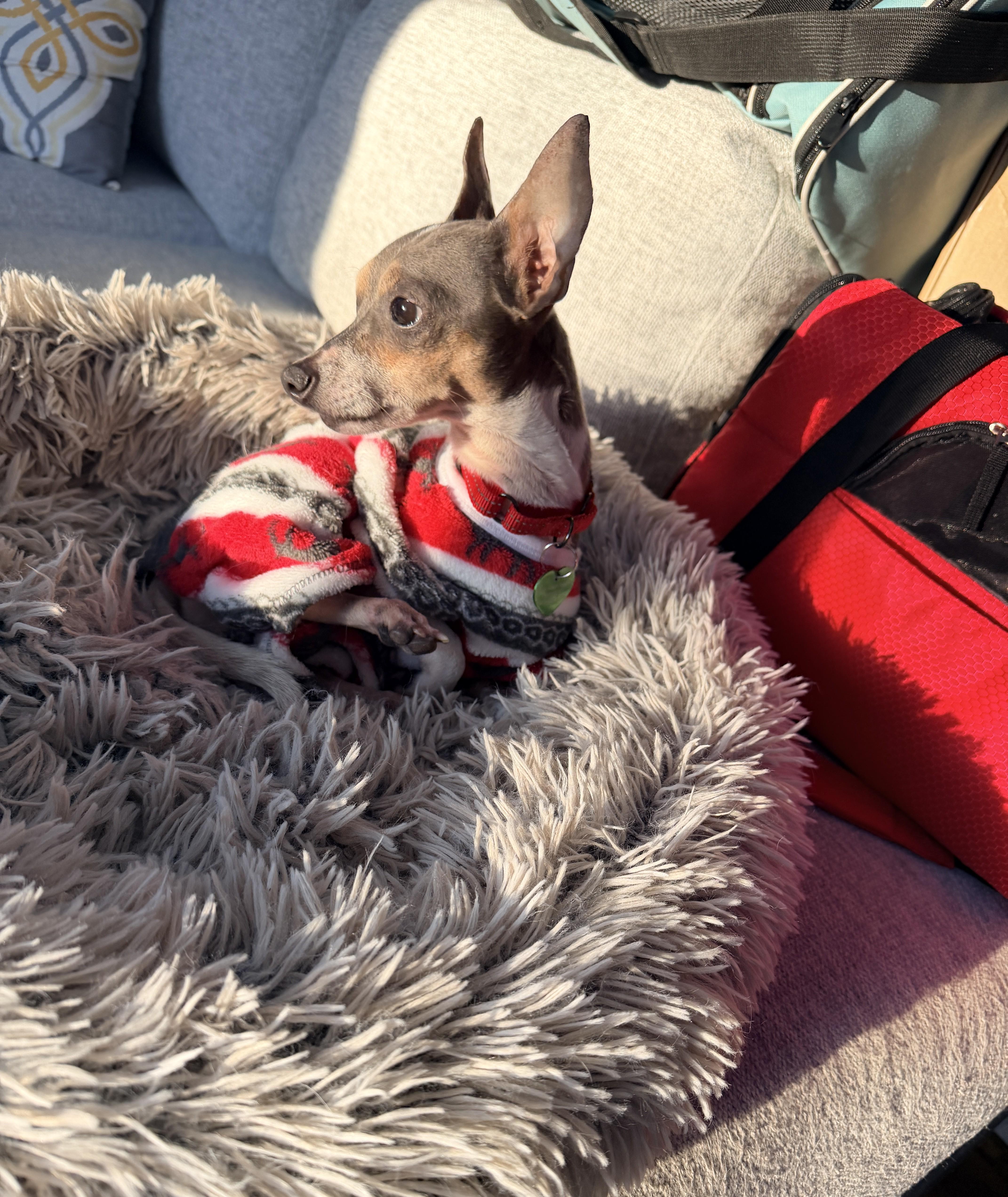 Marcos, a ADOPTABLE Chihuahua in Milford, NH image 5/5