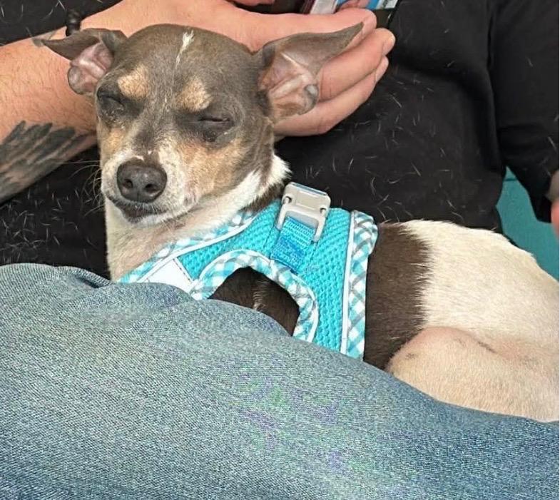 Marcos, a ADOPTABLE Chihuahua in Milford, NH image 3/5