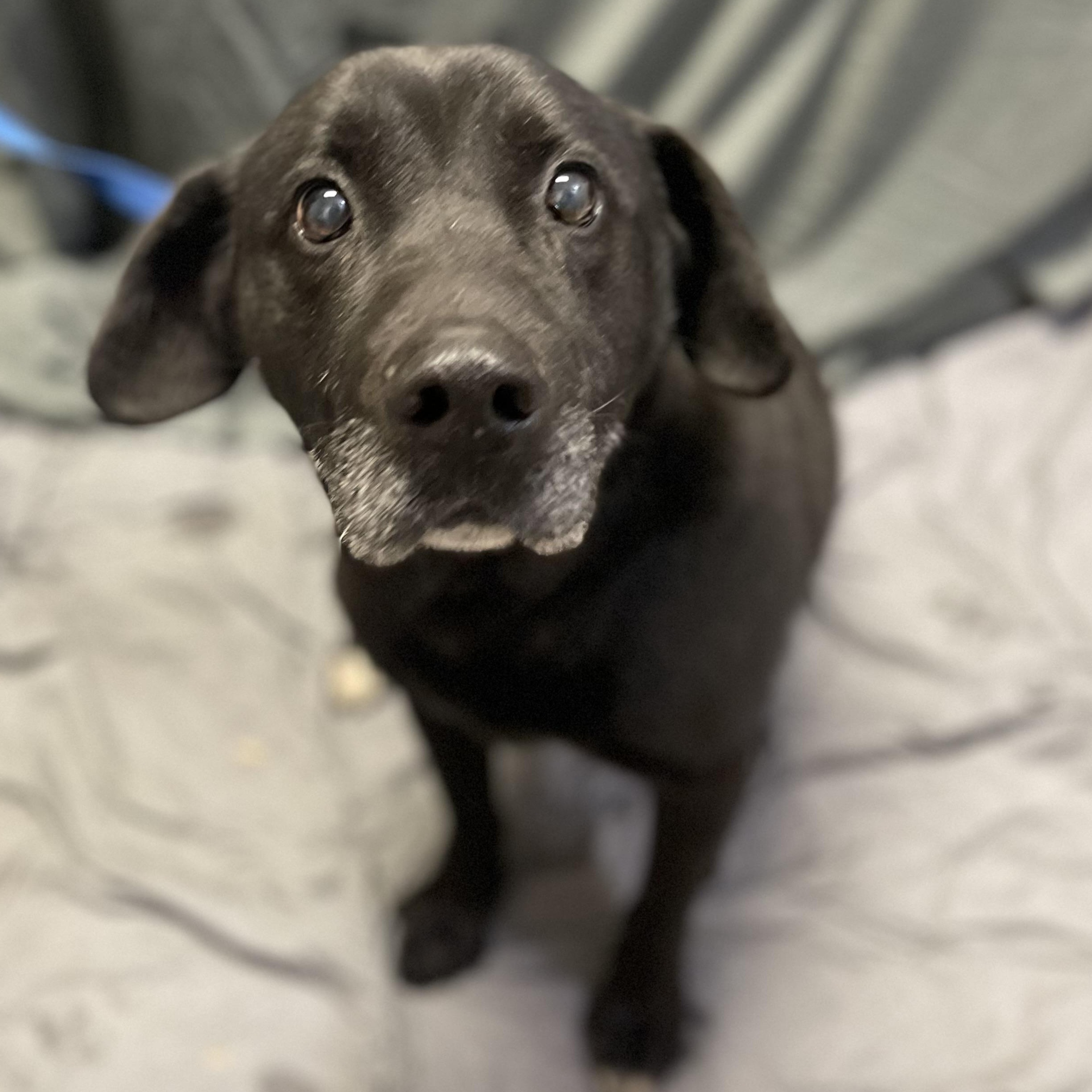Enlarge Bruno, a ADOPTABLE Black Labrador Retriever in Farmville, VA image 1/2