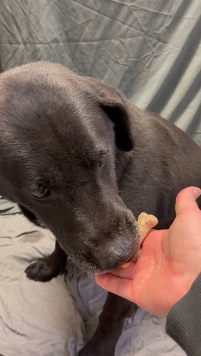 Enlarge Bruno, a ADOPTABLE Black Labrador Retriever in Farmville, VA video 2/2