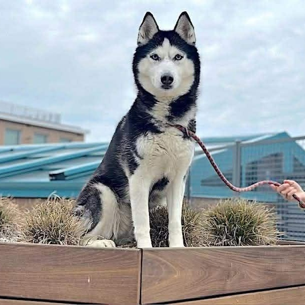 Enlarge Aurora, a Adoptable Siberian Husky in Great Barrington, MA image 3/6