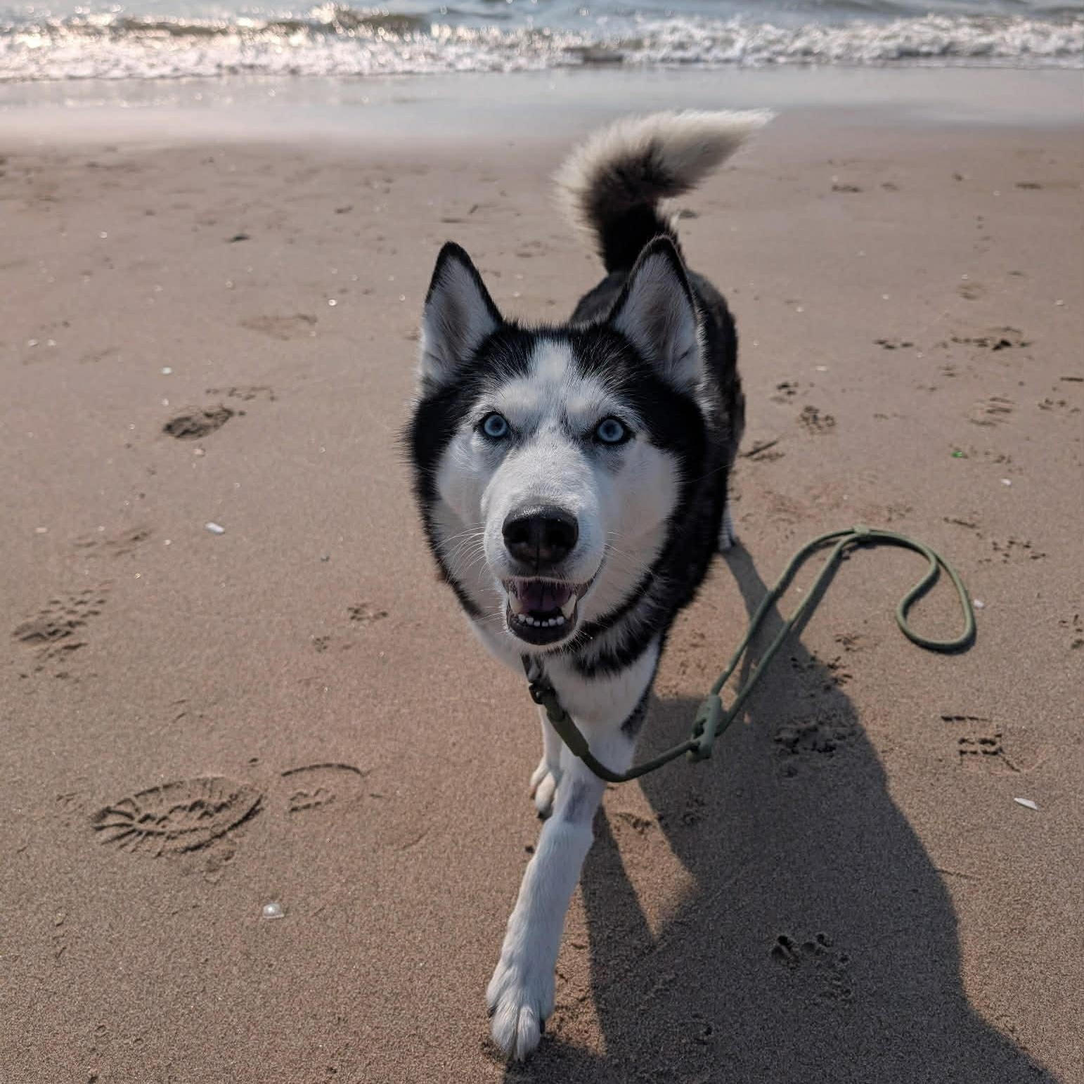Enlarge Aurora, a Adoptable Siberian Husky in Great Barrington, MA image 1/6