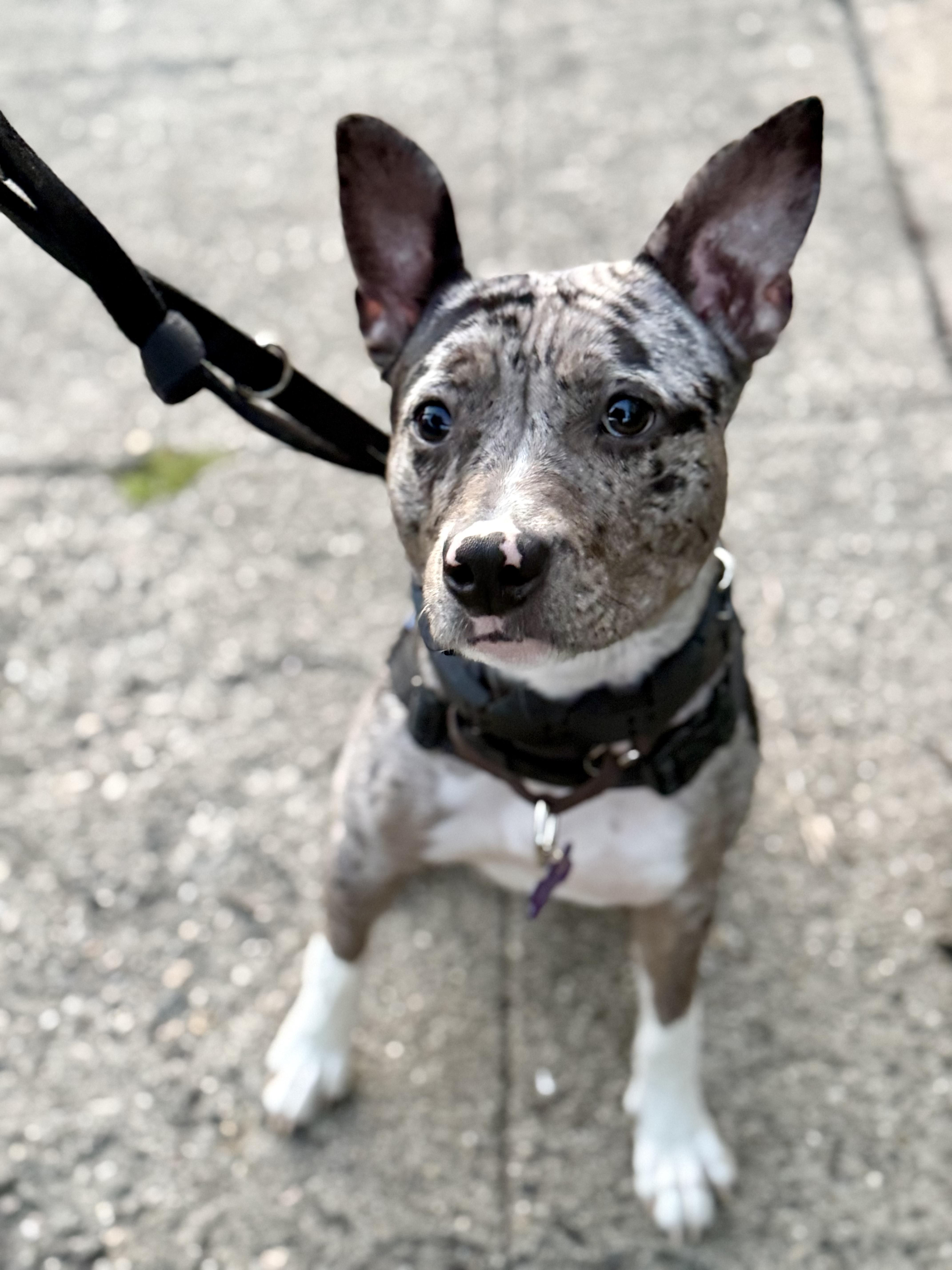 Patti, an adopted mixed breed in Berkeley, CA image 5/6