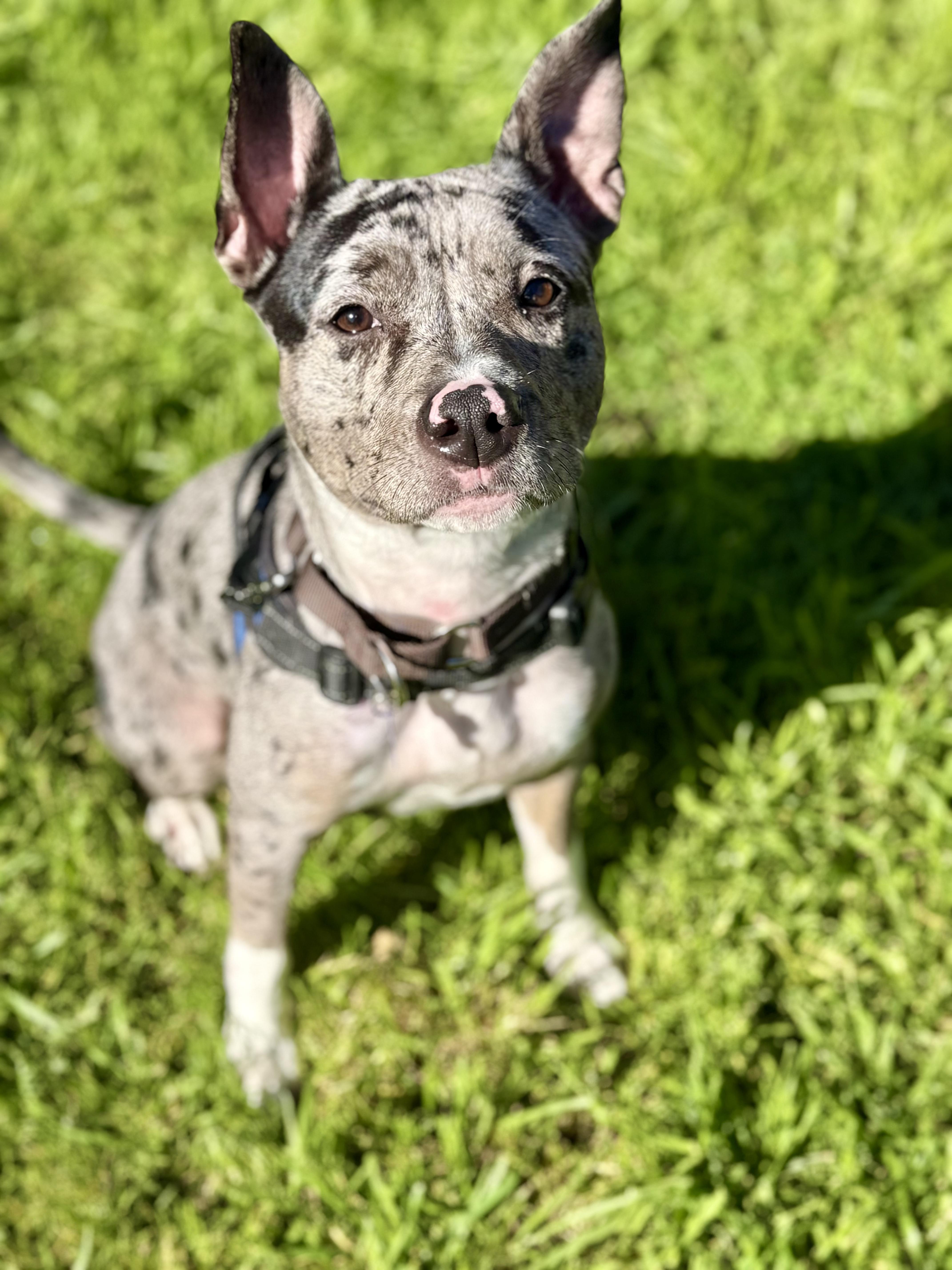 Patti, an adopted mixed breed in Berkeley, CA image 1/6