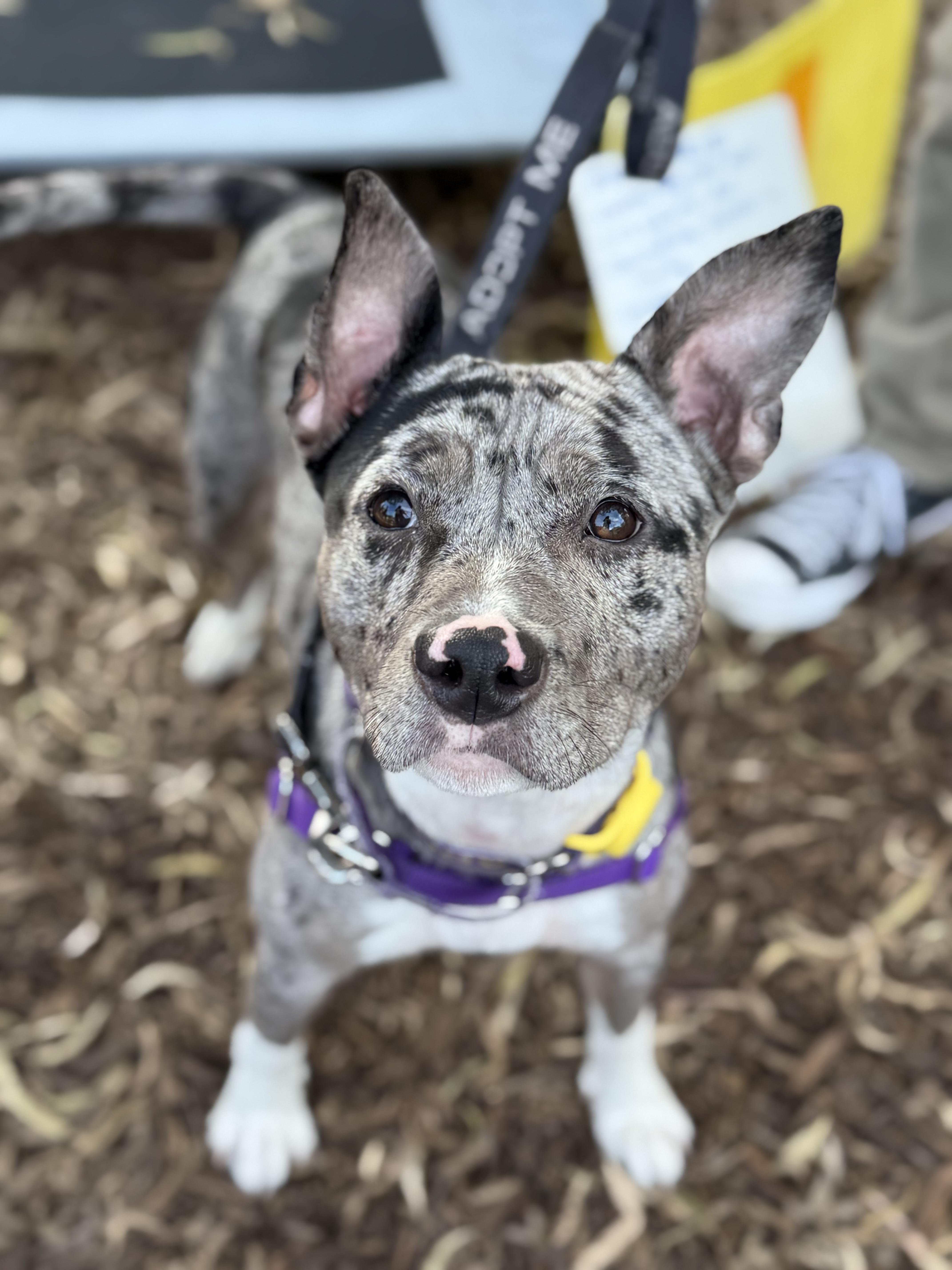 Patti, an adopted mixed breed in Berkeley, CA image 3/6