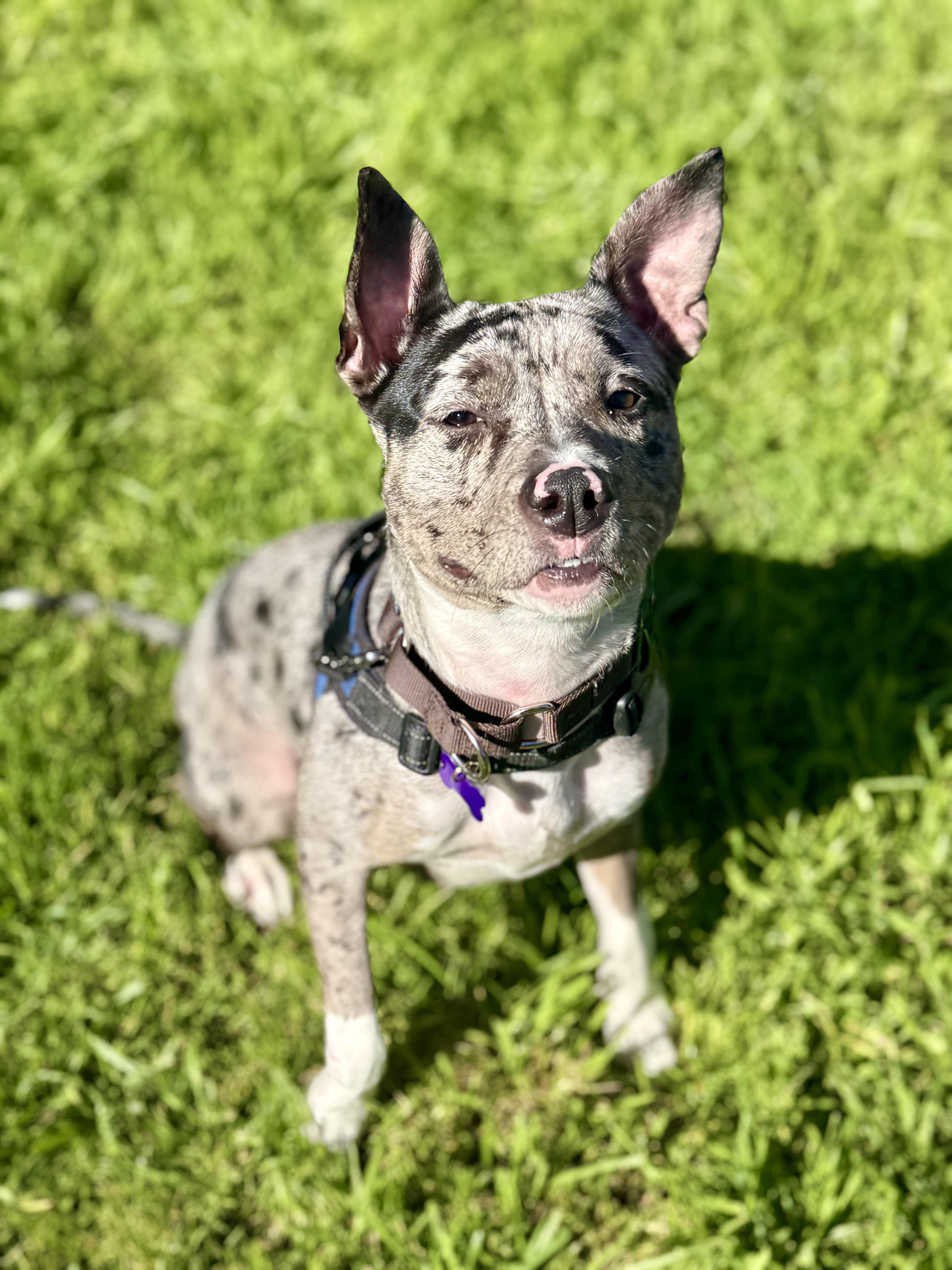 Patti, an adopted mixed breed in Berkeley, CA image 6/6