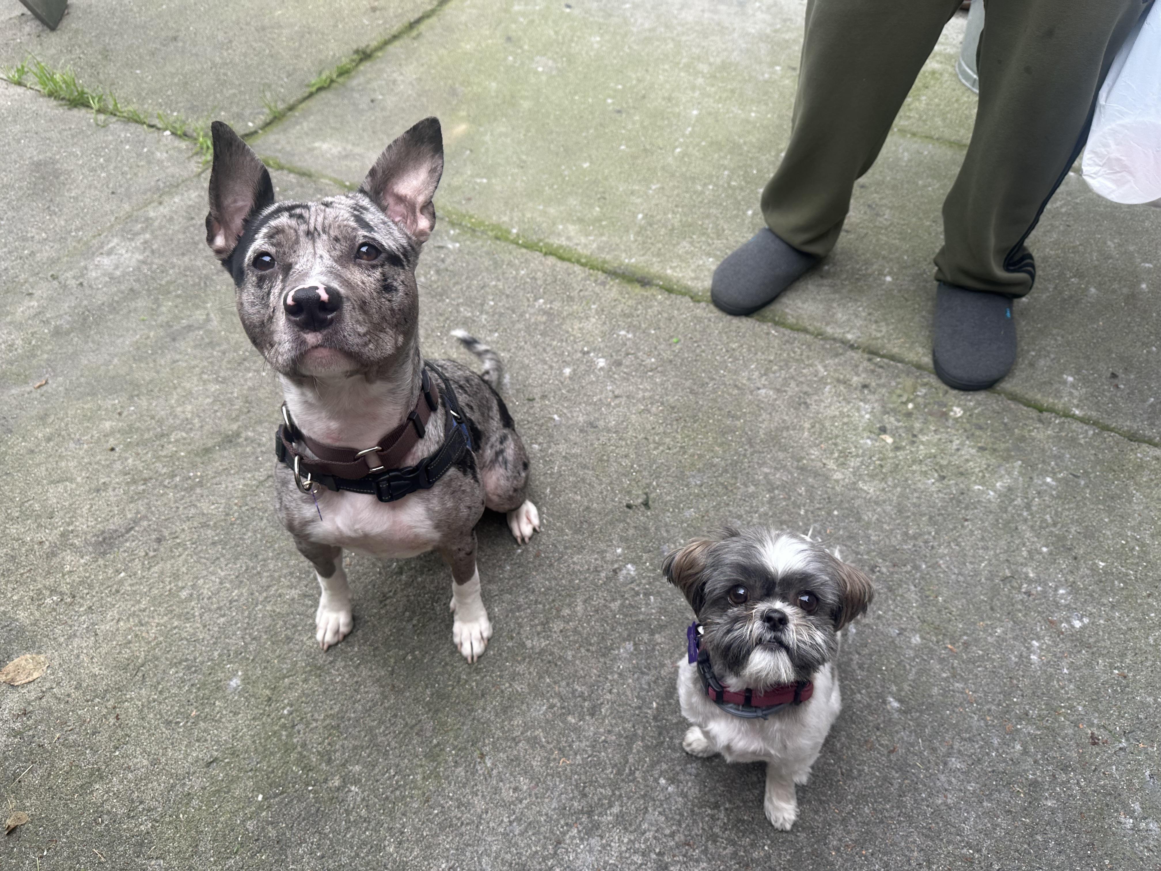 Patti, an adopted mixed breed in Berkeley, CA image 4/6
