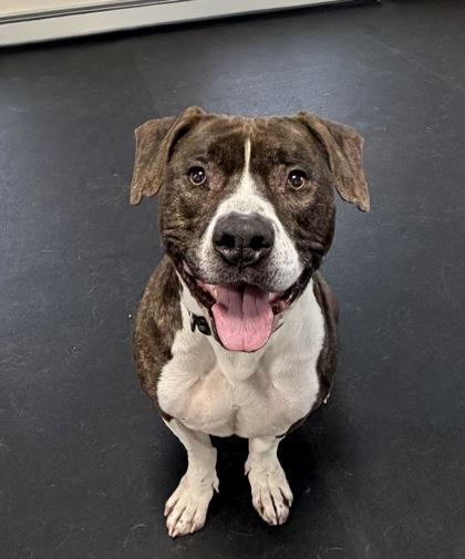 Ren, a ADOPTABLE mixed breed in Potsdam, NY image 1/3