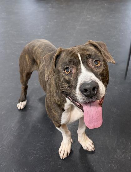 Ren, a ADOPTABLE mixed breed in Potsdam, NY image 2/3