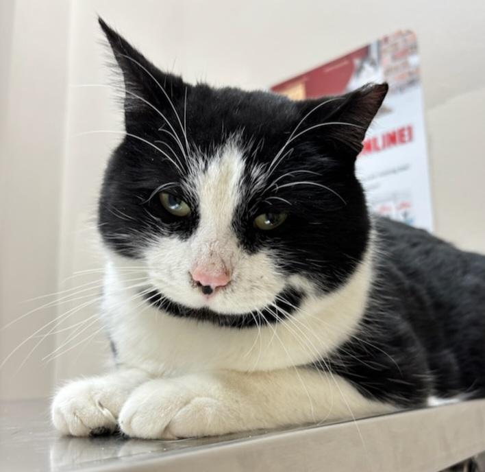 Tuxedo (tux) 2yrs old Male, an adopted Domestic Short Hair in Ottawa, ON image 1/3