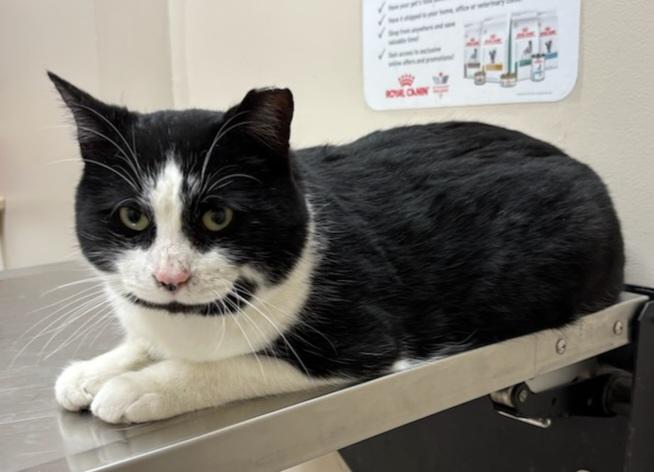 Tuxedo (tux) 2yrs old Male, an adopted Domestic Short Hair in Ottawa, ON image 2/3