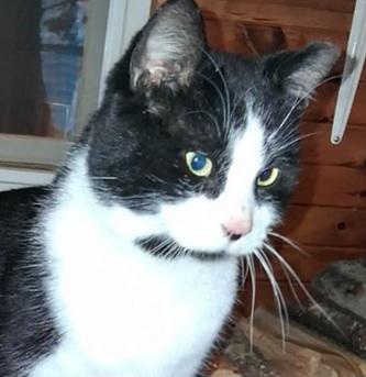 Tuxedo (tux) 2yrs old Male, an adopted Domestic Short Hair in Ottawa, ON image 3/3