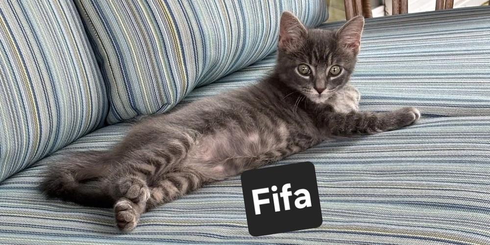 Enlarge Fifa, a Adoptable Domestic Short Hair in Wilson, NC image 1/1