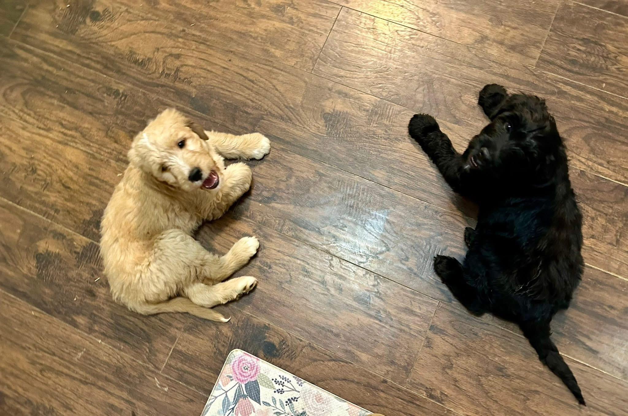 Enlarge Teddy, an adopted mixed breed in Jeffersonville, IN image 3/4