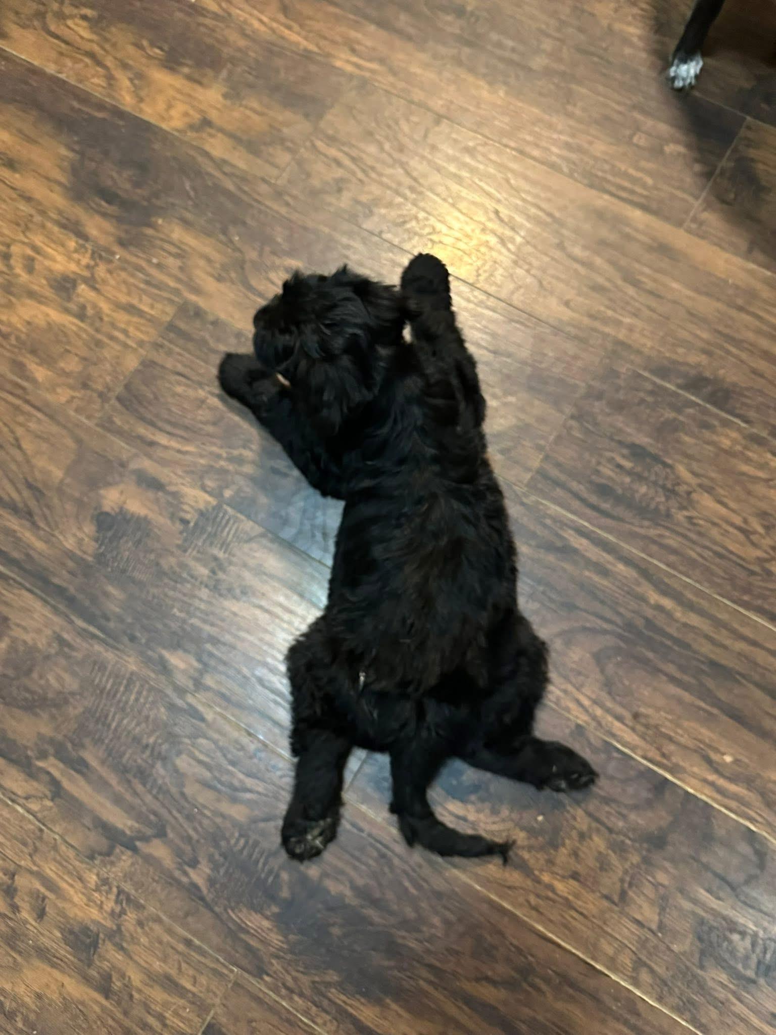 Enlarge Teddy, an adopted mixed breed in Jeffersonville, IN image 4/4