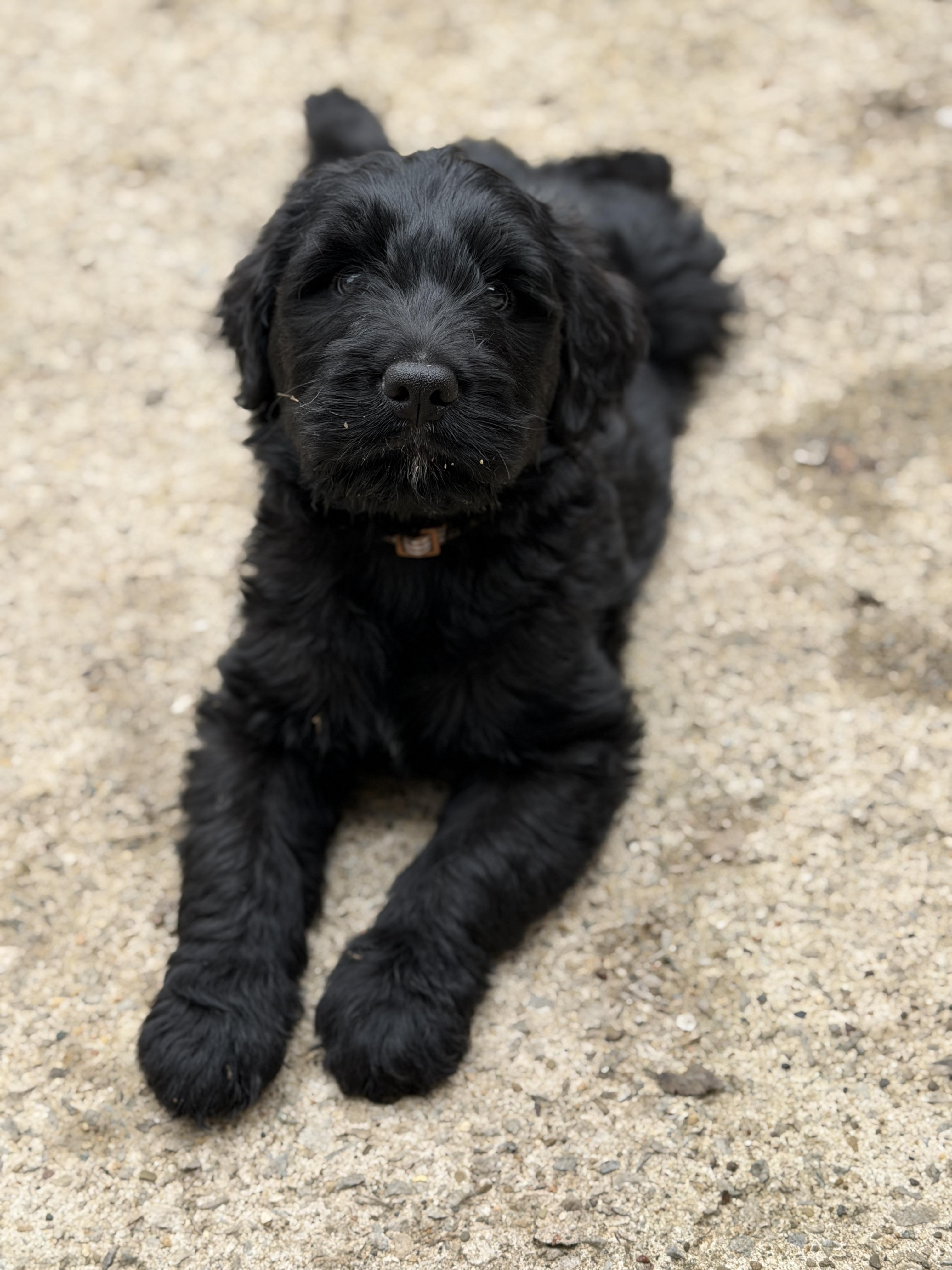 Enlarge Teddy, an adopted mixed breed in Jeffersonville, IN image 2/4
