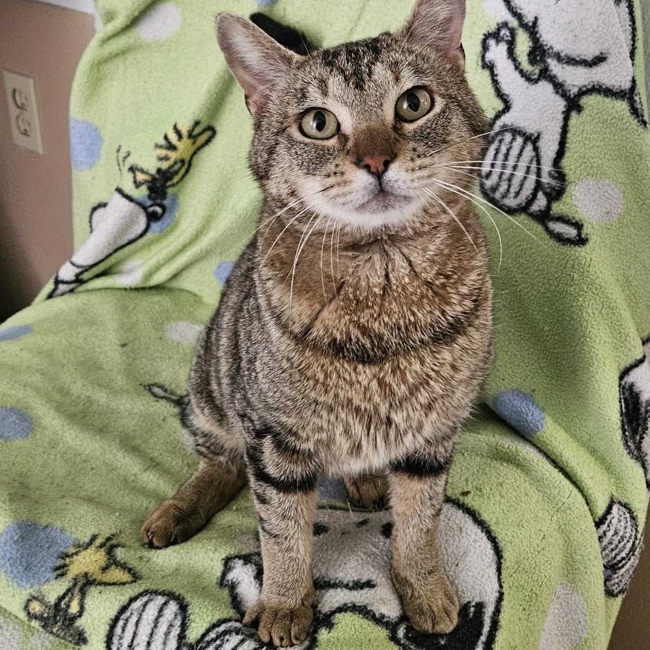 Cat for adoption Luther, a Tabby in Quilcene, WA Petfinder