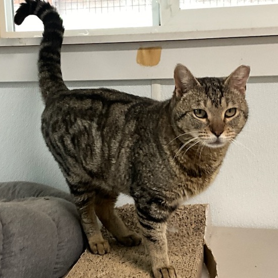 Cat for adoption Luther, a Tabby in Quilcene, WA Petfinder