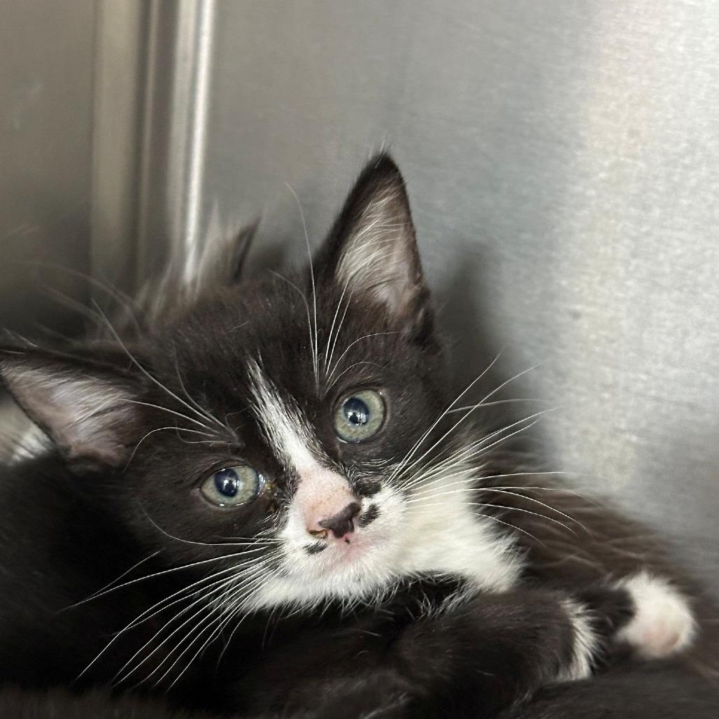 Enlarge Panda, a Adoptable Domestic Short Hair in Coos Bay, OR image 1/1