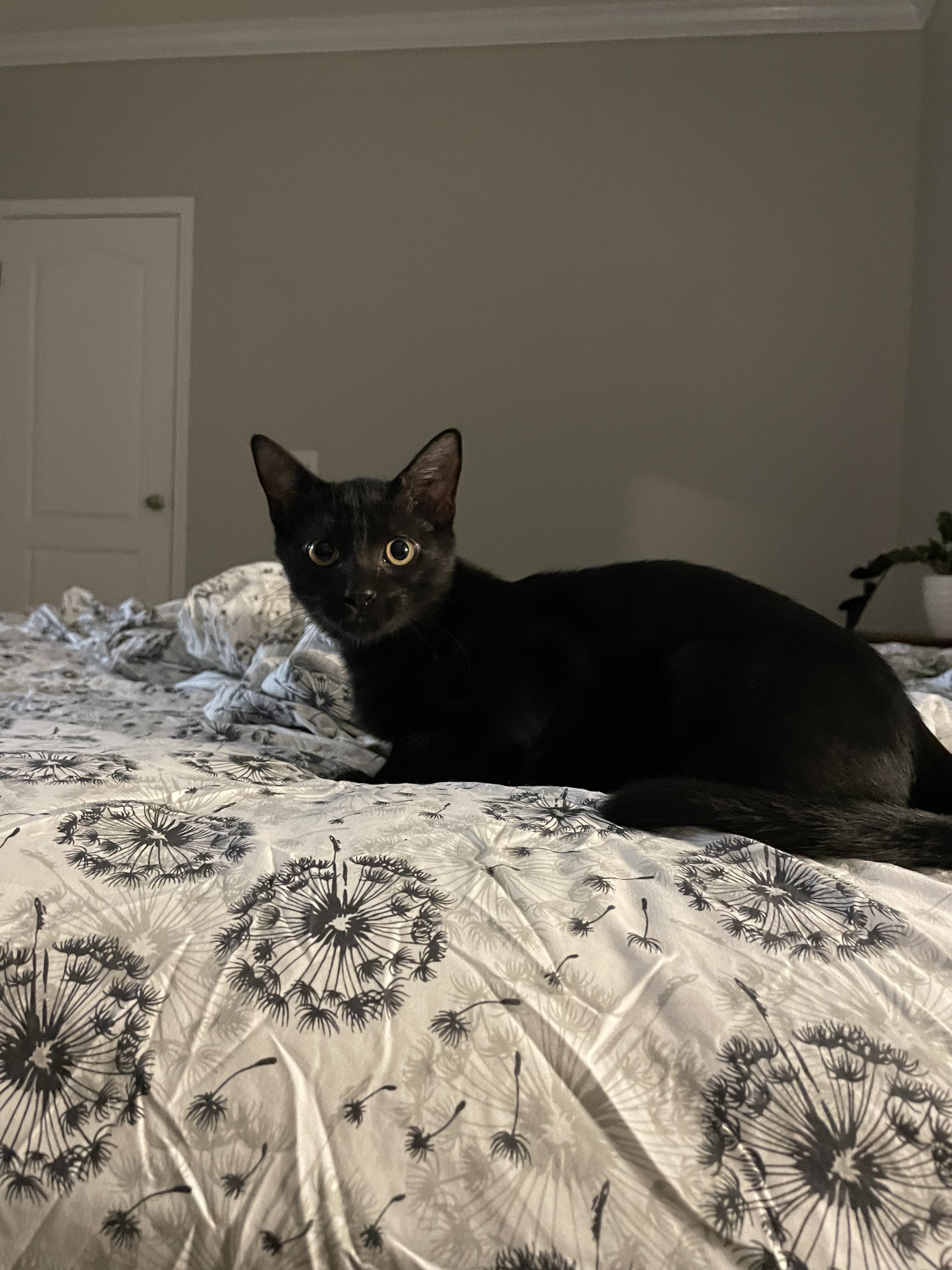 Enlarge Alastair, a Adoptable Domestic Short Hair in Jesup, GA image 1/4