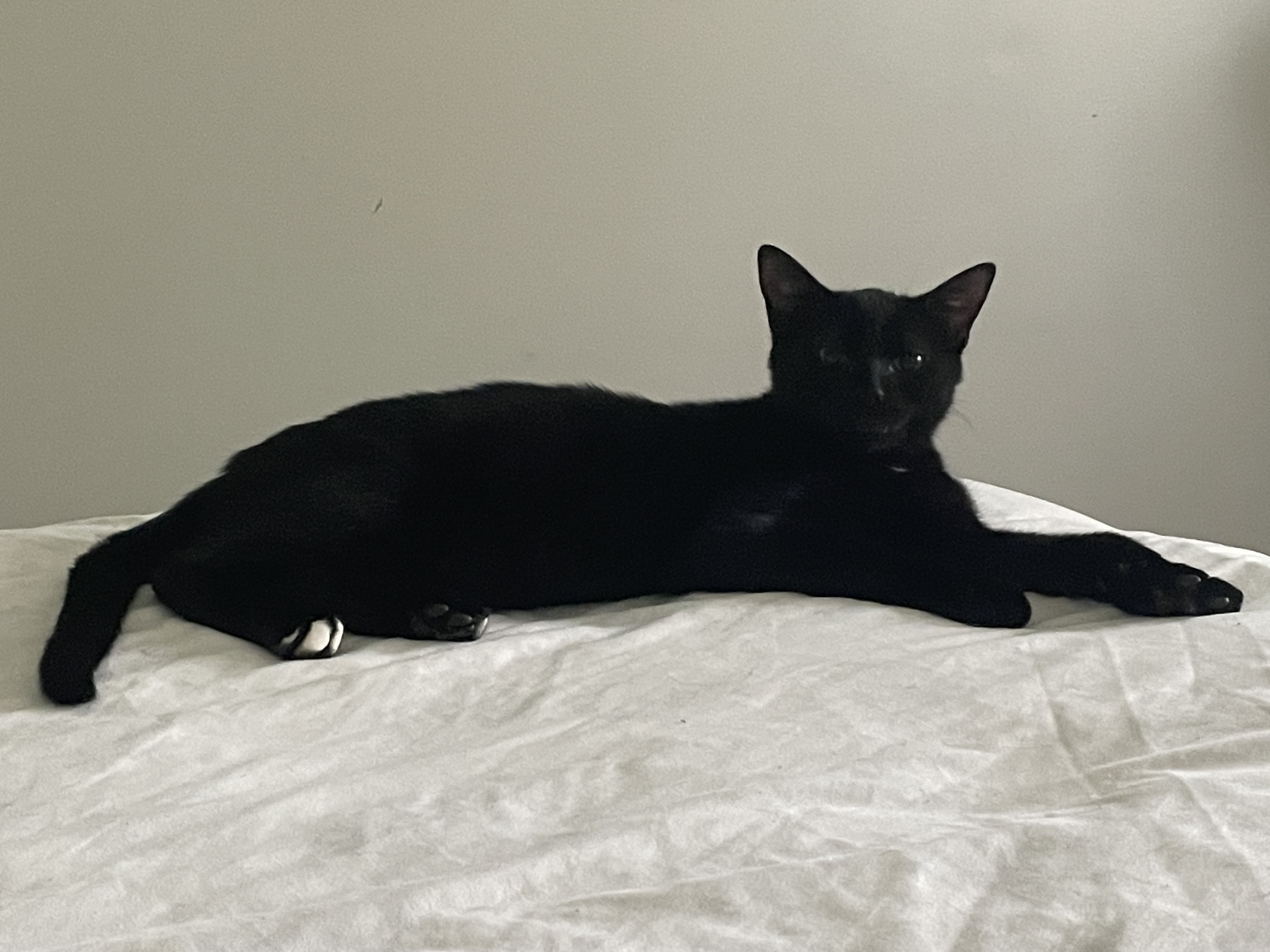 Enlarge Alastair, a Adoptable Domestic Short Hair in Jesup, GA image 2/4