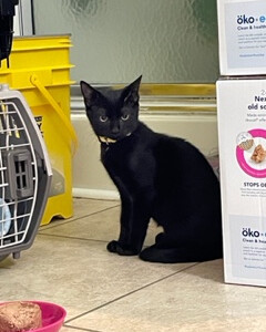 Enlarge Alastair, a Adoptable Domestic Short Hair in Jesup, GA image 3/4