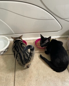 Enlarge Alastair, a Adoptable Domestic Short Hair in Jesup, GA image 4/4