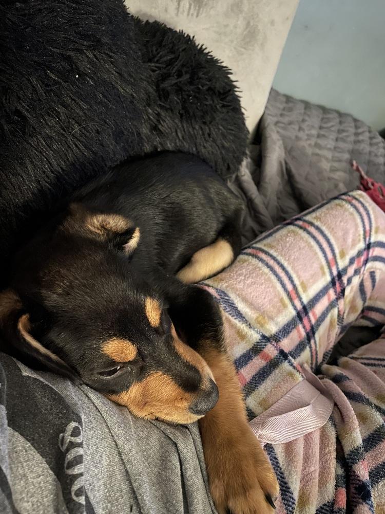 Vivi (26-004 D), Adoptable, Puppy Female Mixed Breed.