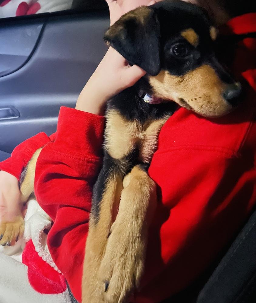 Enlarge Vivi (26-004 D), a Adoptable mixed breed in Lansing, MI image 2/4