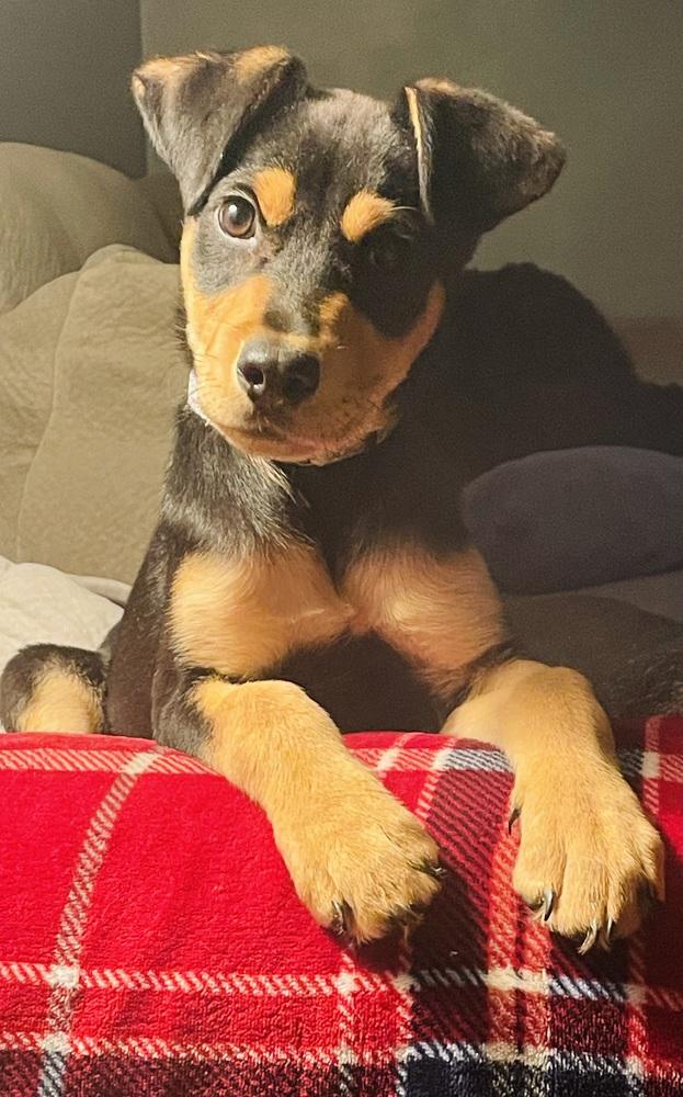 Enlarge Vivi (26-004 D), a Adoptable mixed breed in Lansing, MI image 3/4