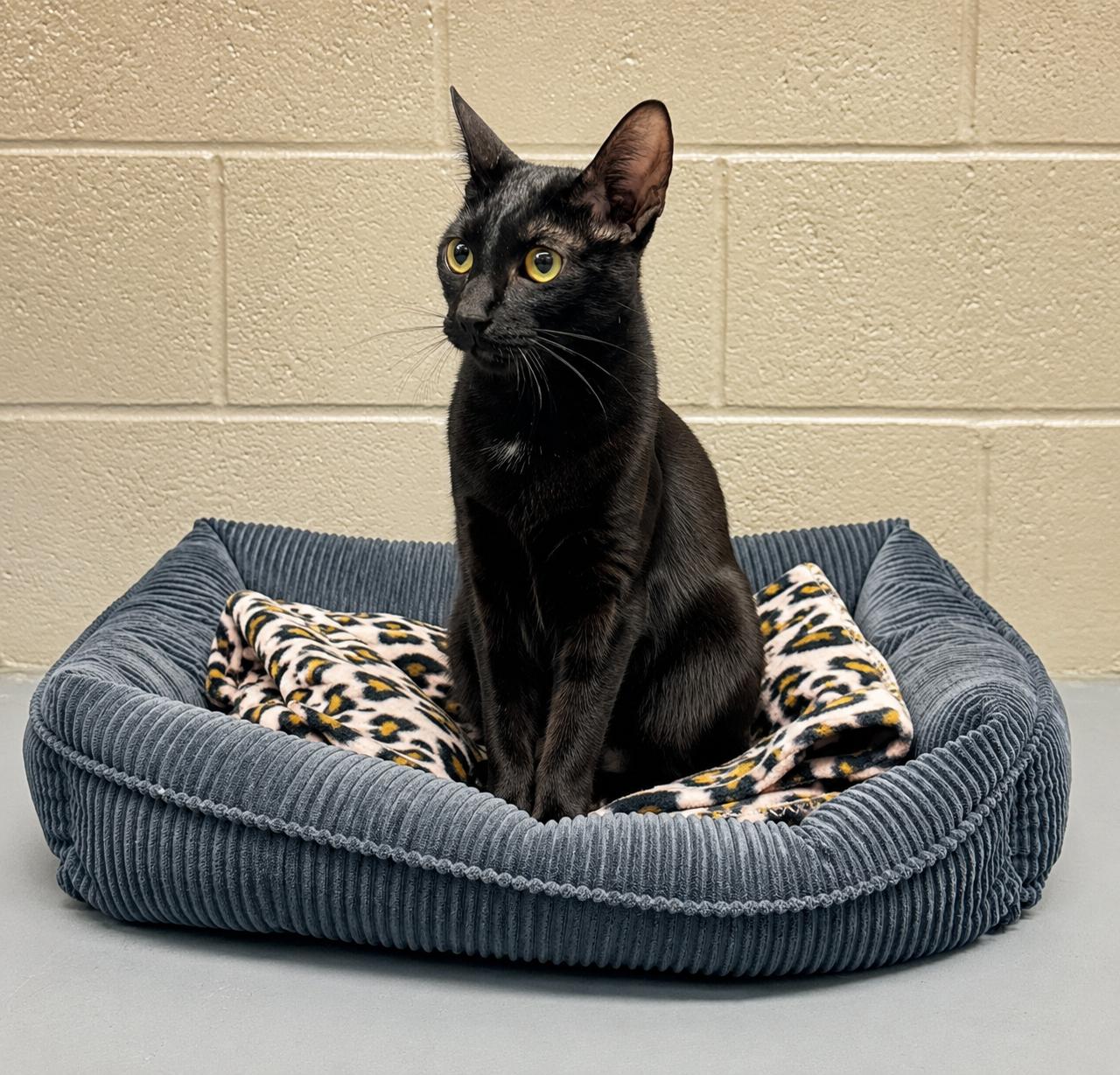 Enlarge Malaysia, an adopted mixed breed in Friendswood, TX image 1/1