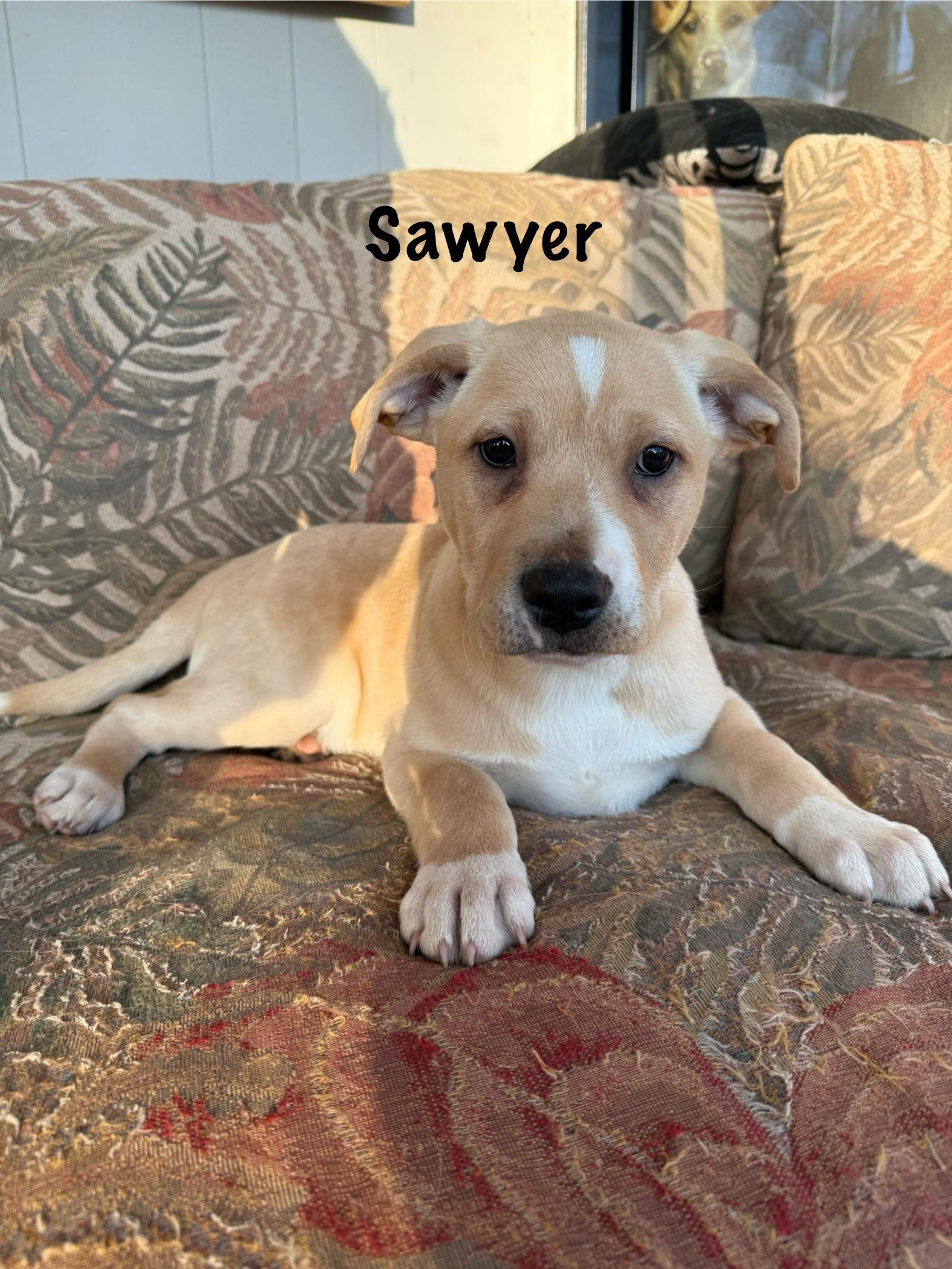 Enlarge Southern boys , a ADOPTABLE mixed breed in Succasunna, NJ image 3/6