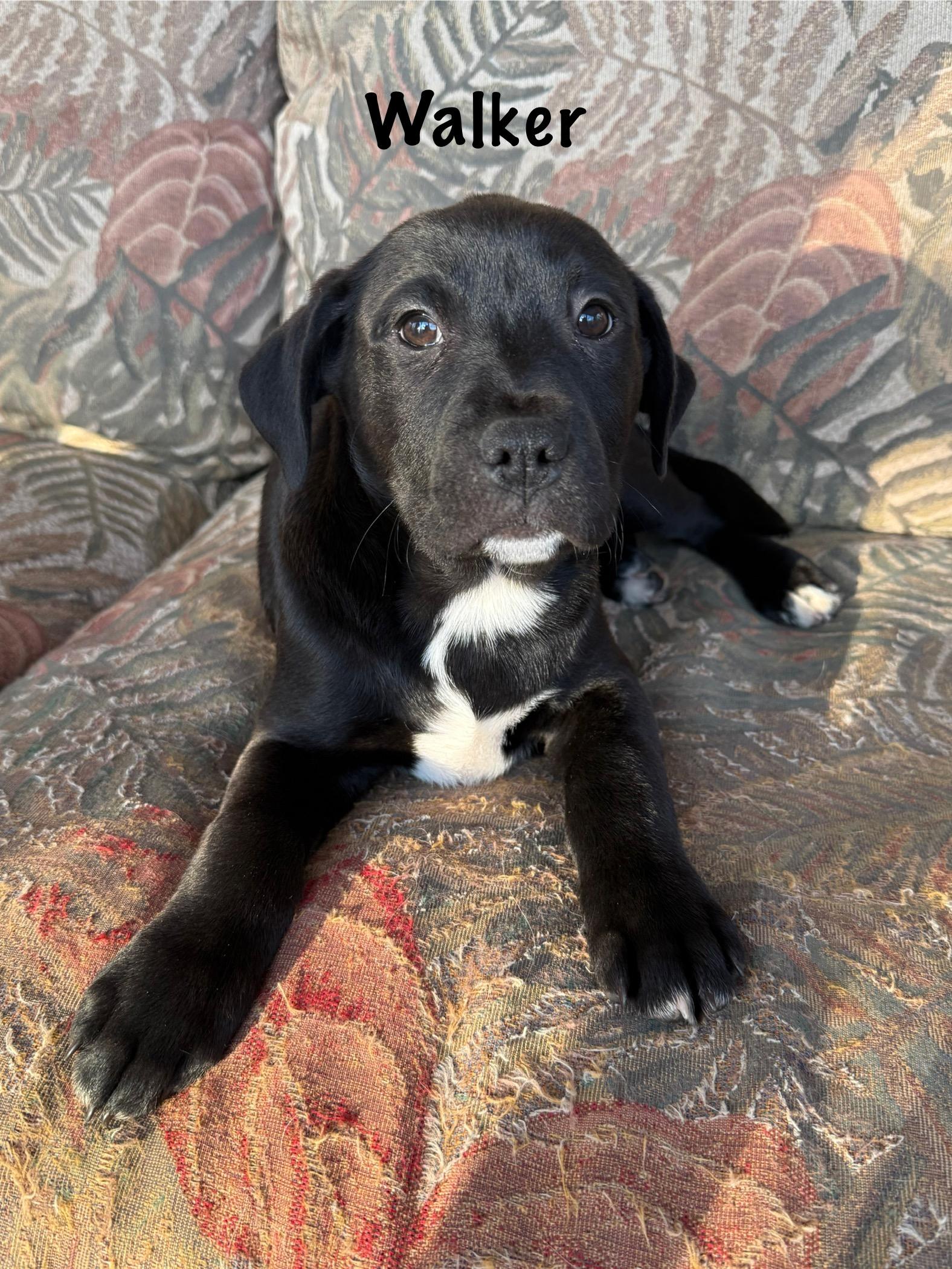 Enlarge Southern boys , a ADOPTABLE mixed breed in Succasunna, NJ image 1/6