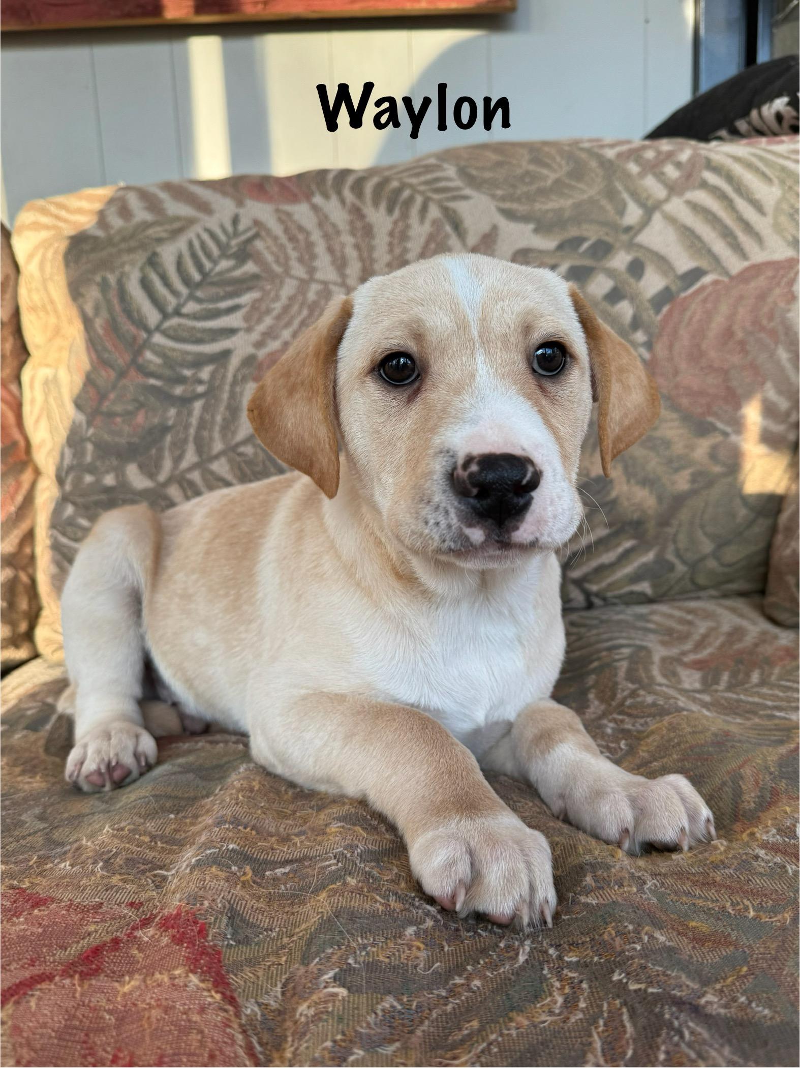 Enlarge Southern boys , a ADOPTABLE mixed breed in Succasunna, NJ image 5/6