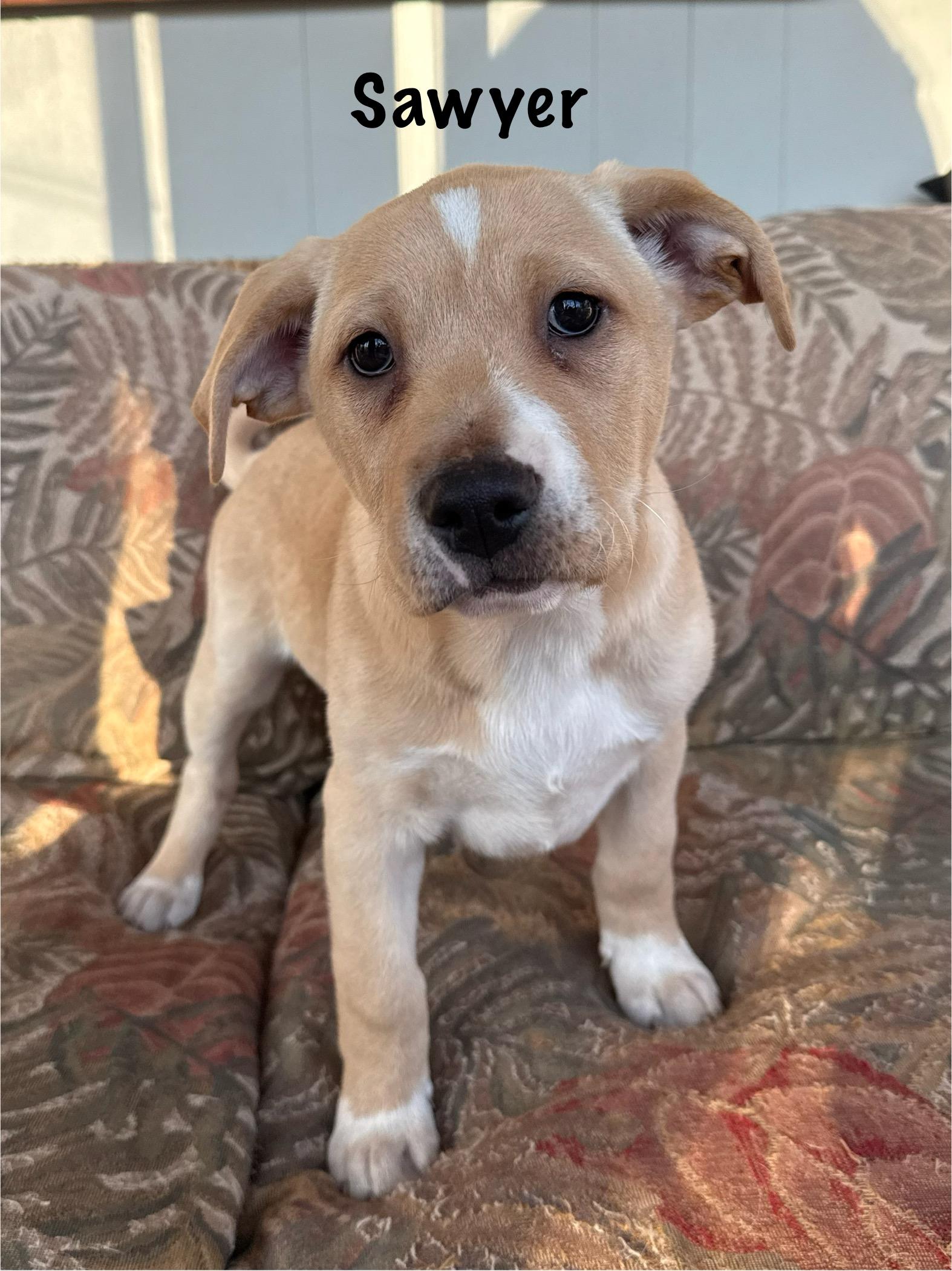 Enlarge Southern boys , a ADOPTABLE mixed breed in Succasunna, NJ image 6/6