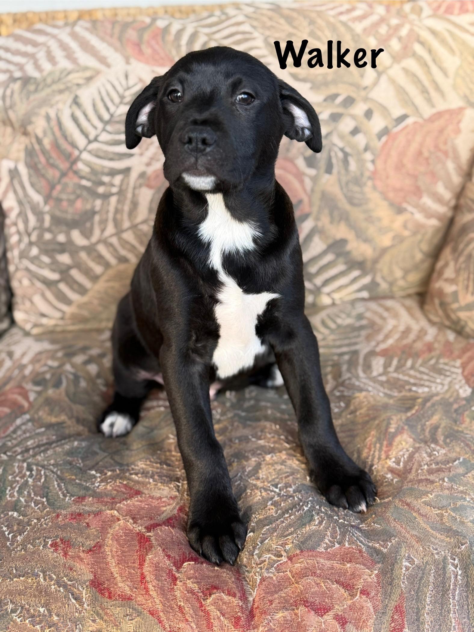 Enlarge Southern boys , a ADOPTABLE mixed breed in Succasunna, NJ image 2/6