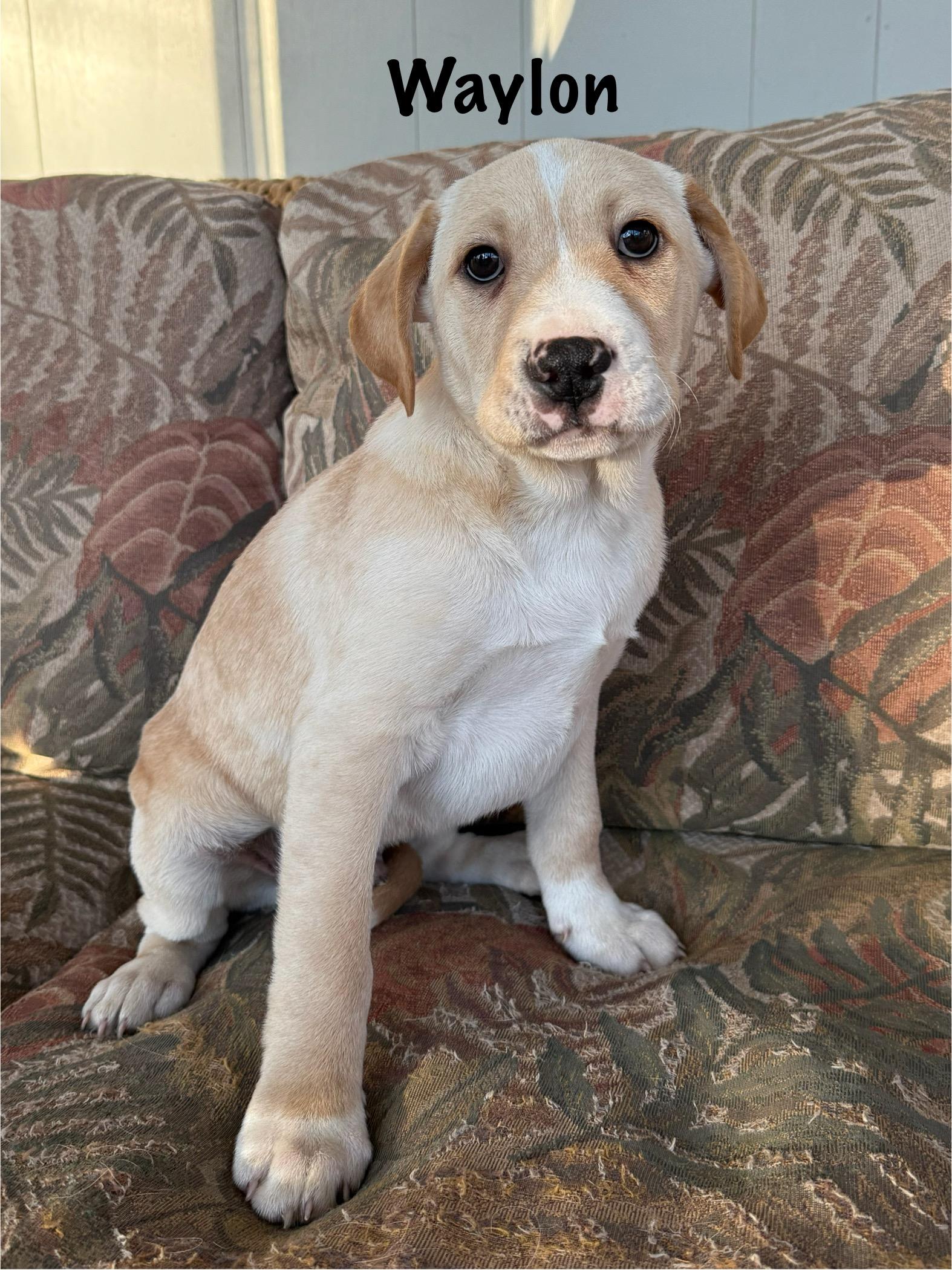 Enlarge Southern boys , a ADOPTABLE mixed breed in Succasunna, NJ image 4/6