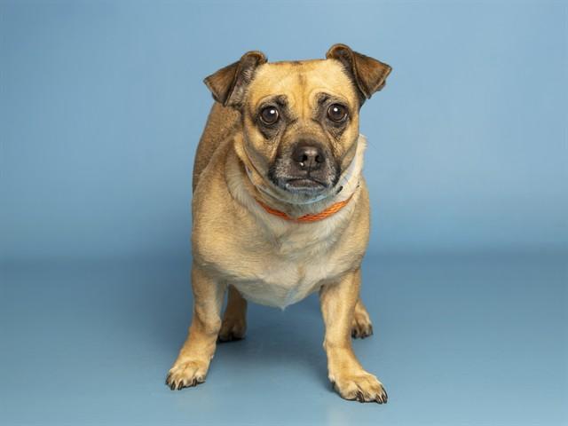 BETTY, Adoptable, Adult Female Chihuahua & Mixed Breed.