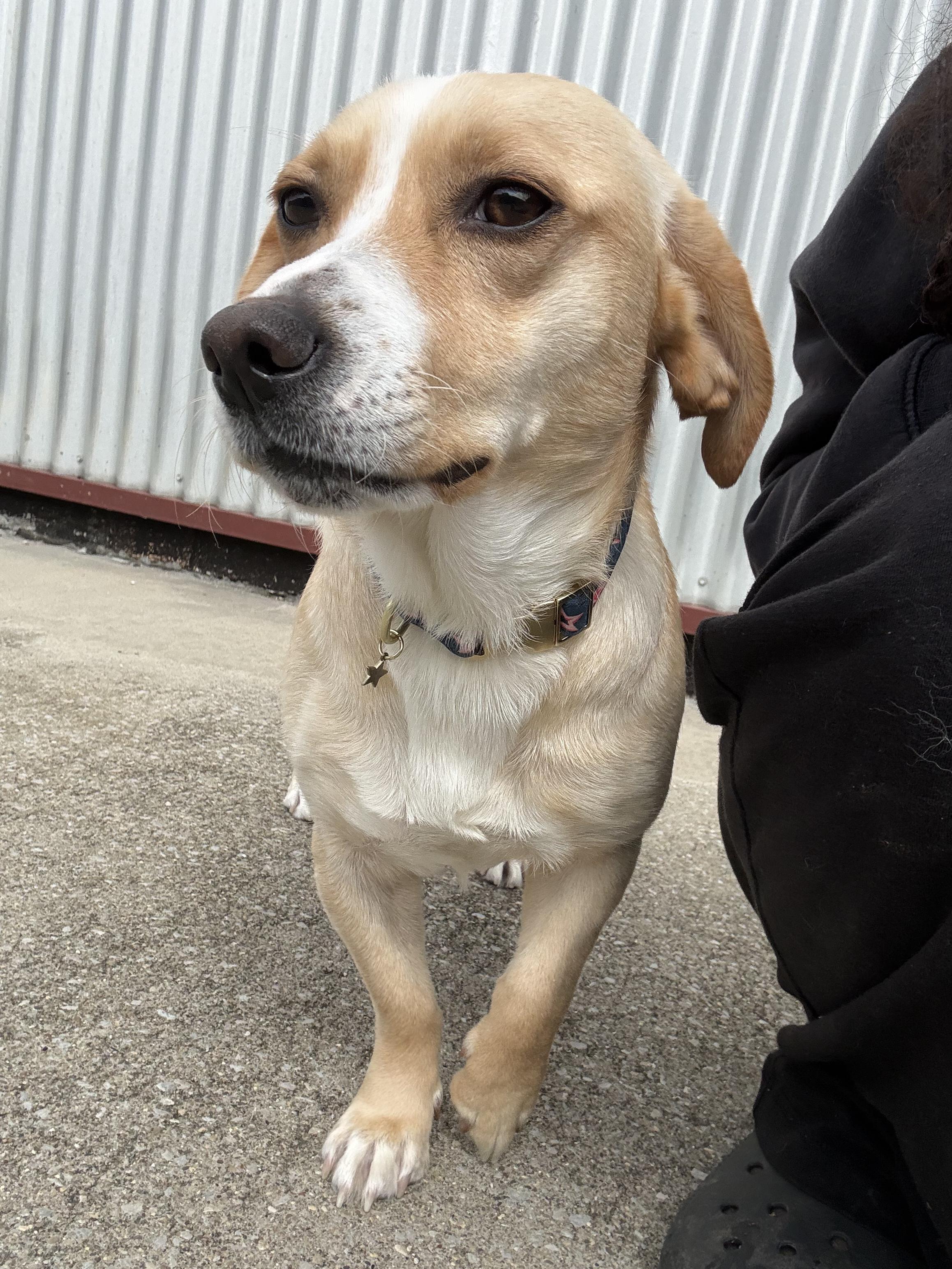 Daisy, an adopted mixed breed in Lexington, KY image 1/3