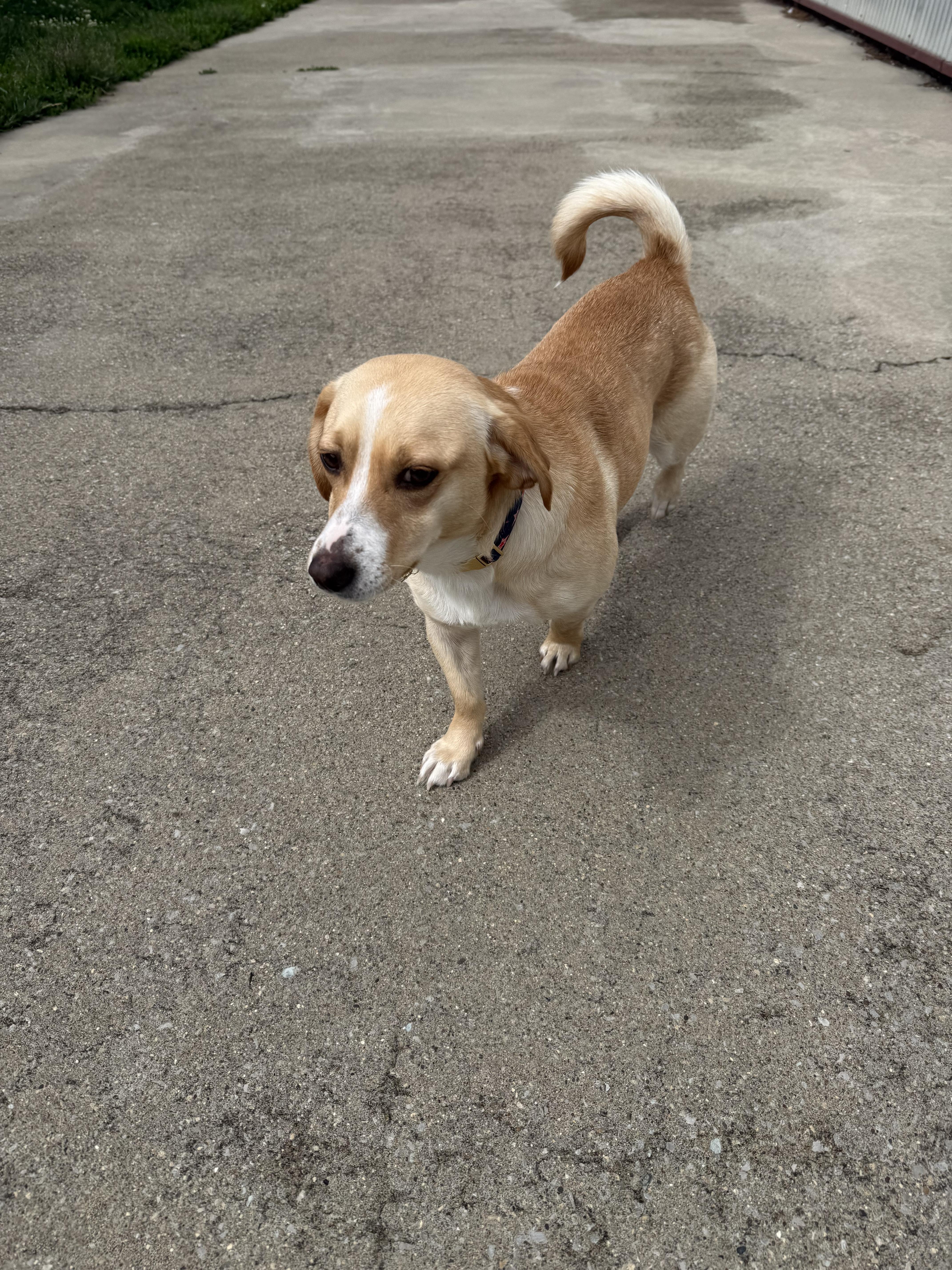 Daisy, an adopted mixed breed in Lexington, KY image 2/3