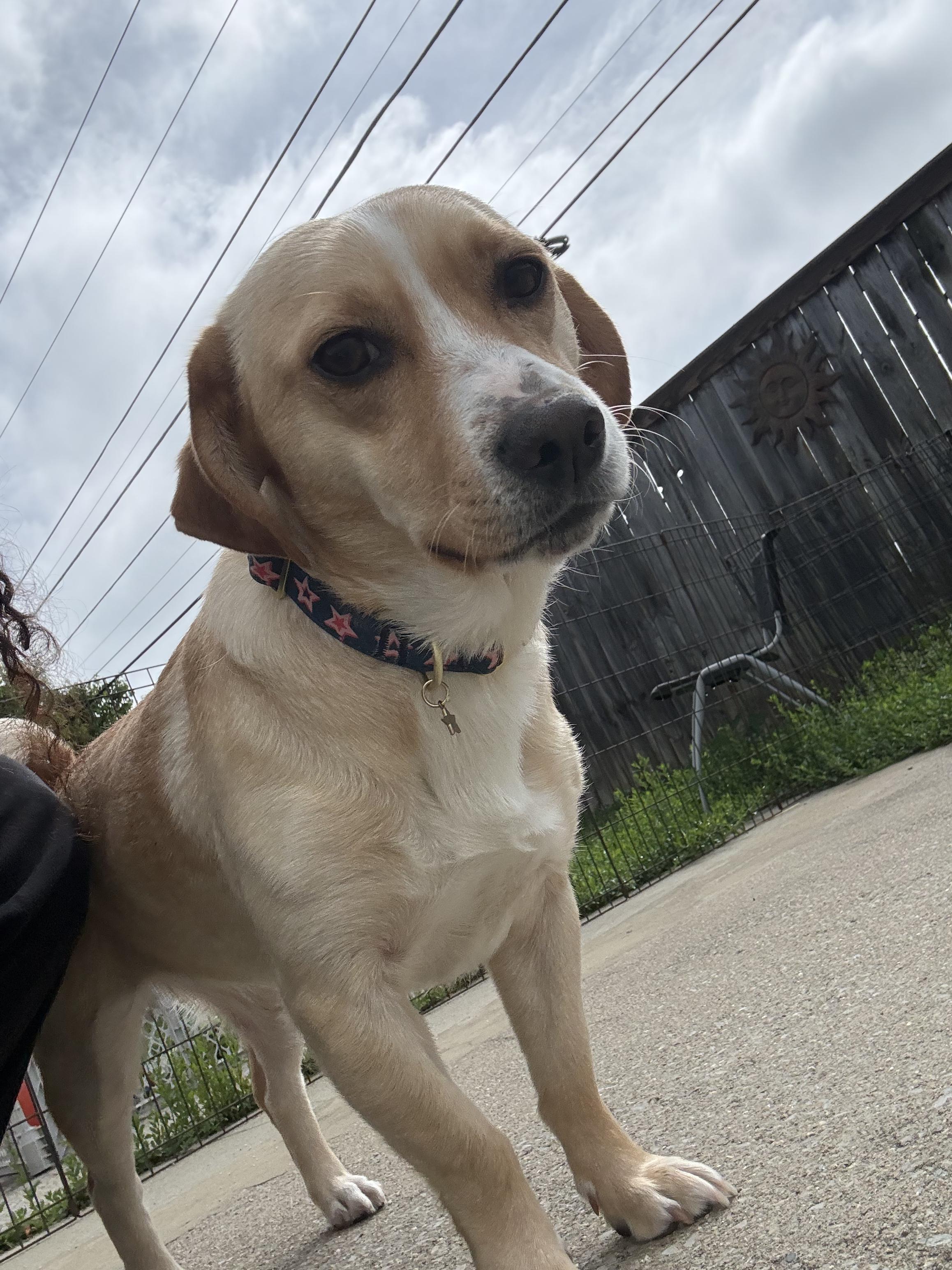Daisy, an adopted mixed breed in Lexington, KY image 3/3