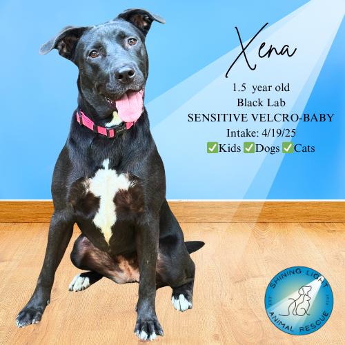 Xena, Adoptable, Young Female Black Labrador Retriever.