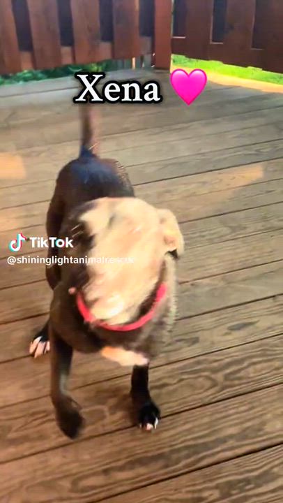 Enlarge Xena, a Adoptable Black Labrador Retriever in Royalton, IL video 2/4